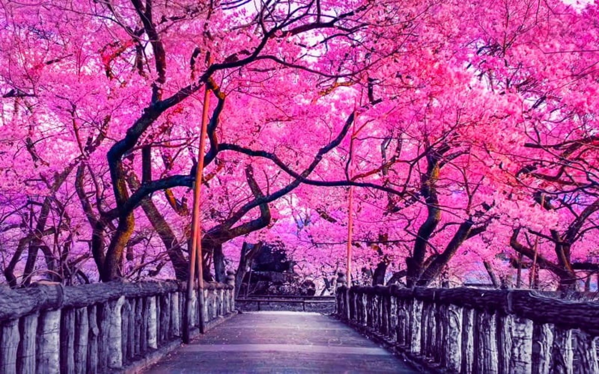 شکوفه های درختان گیلاس