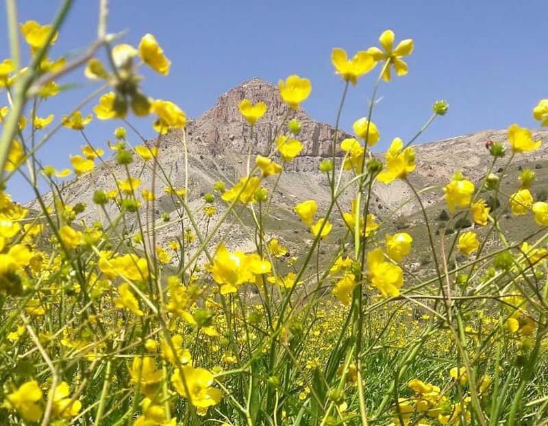 بخشی از پوشش گیاهی پارک ملی ساریگل؛ منبع عکس: گوگل مپ؛ عکاس: حمزه فکوری