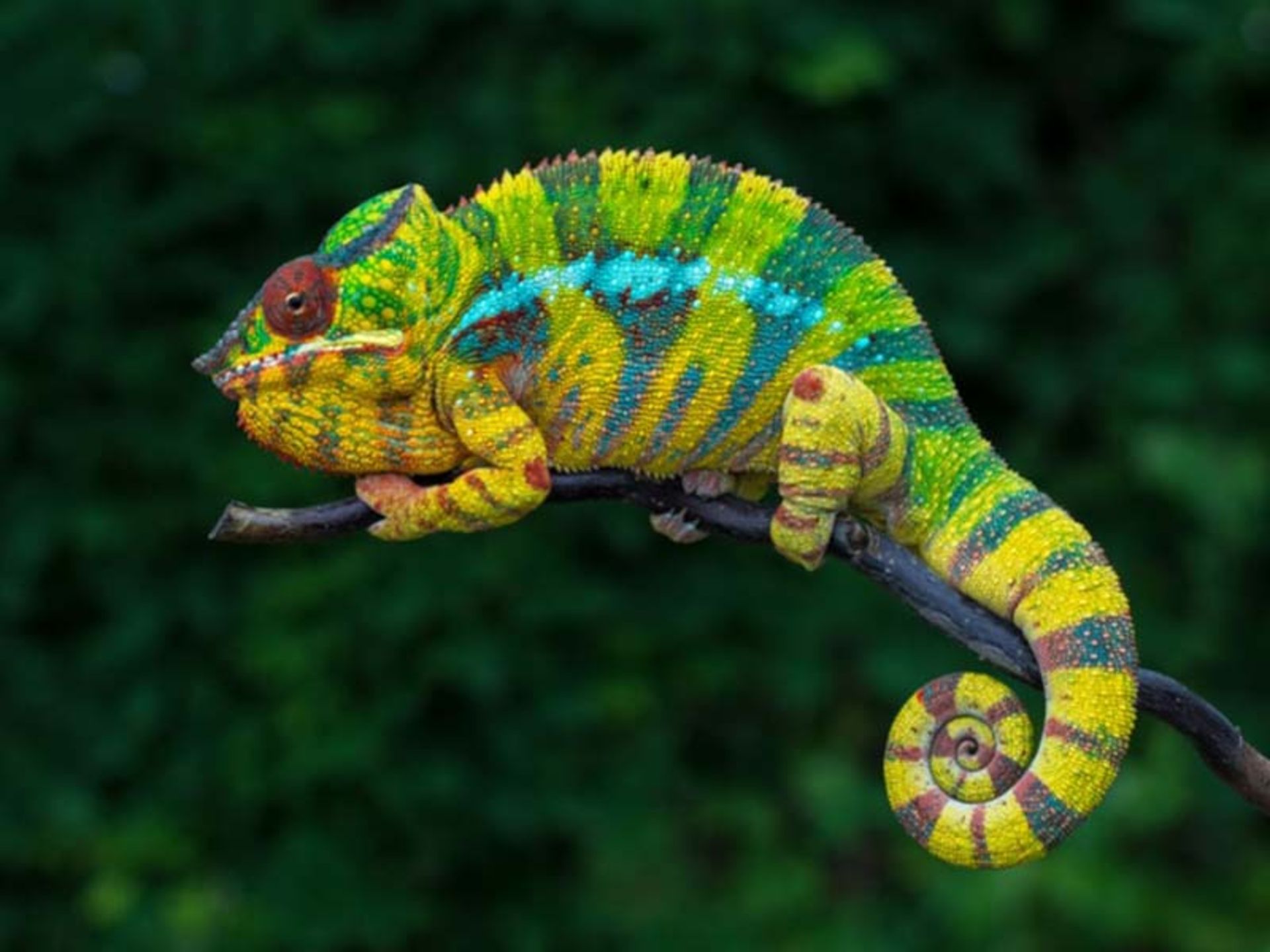 یک آفتاب پرست براق روی شاخه