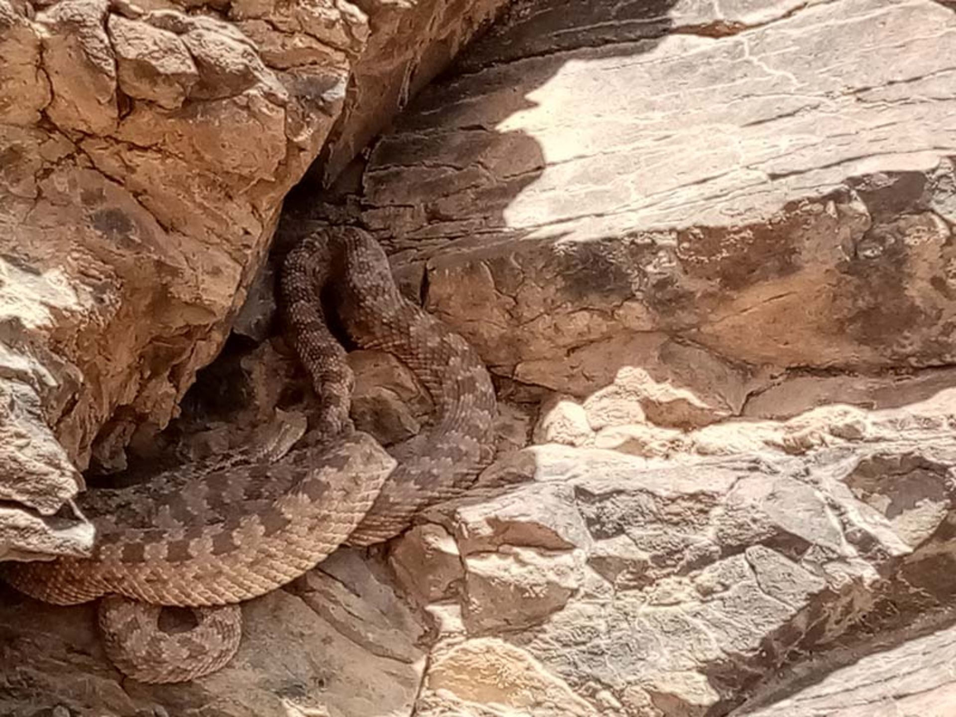 تصویر یک مار در پناهگاه حیات وحش میاندشت؛ منبع عکس: گوگل مپ؛ عکاس: Smn Mrtz