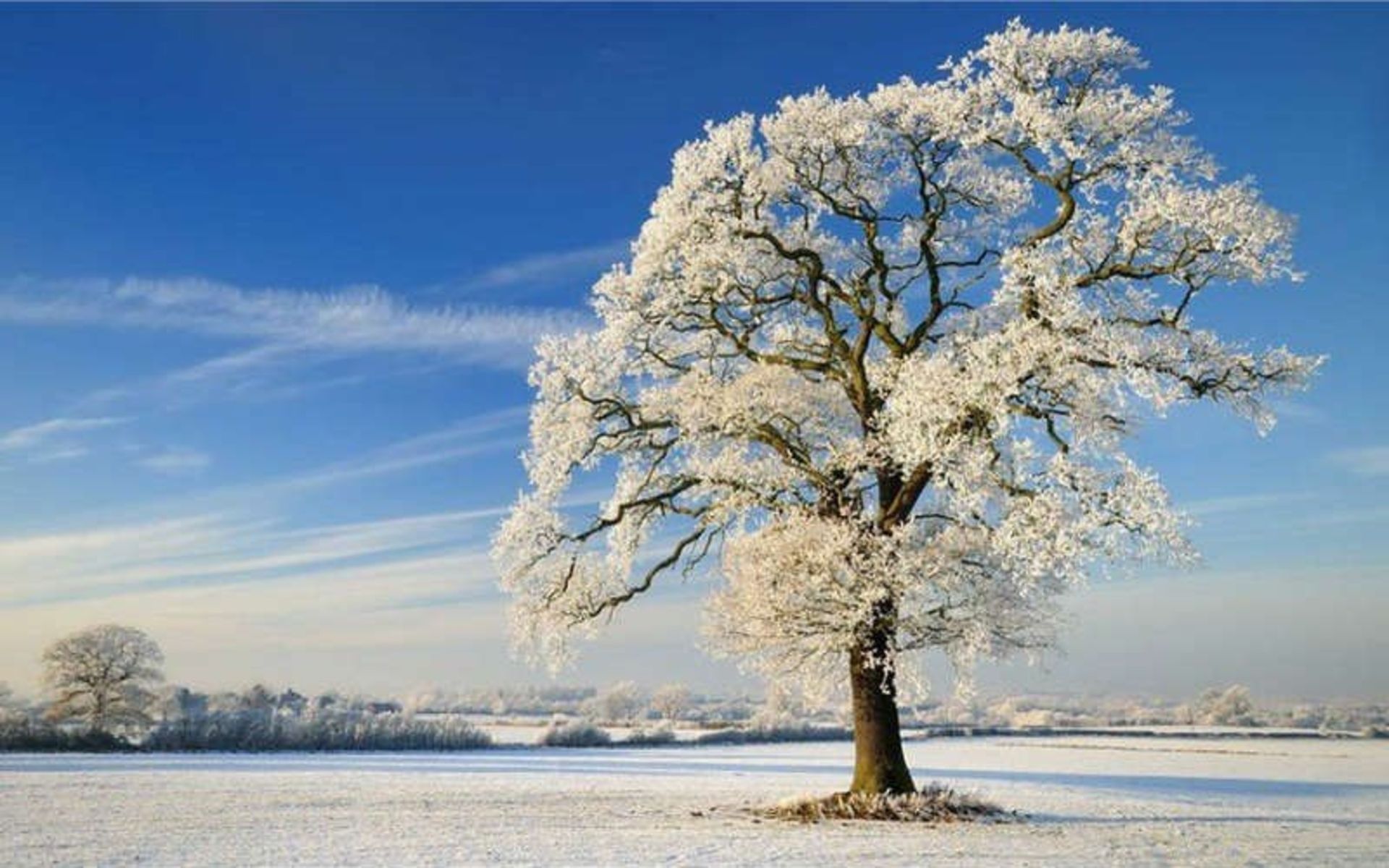 درخت پوشیده در برف ؛ منبع عکس: Samseir.com؛ عکاس: نامشخص