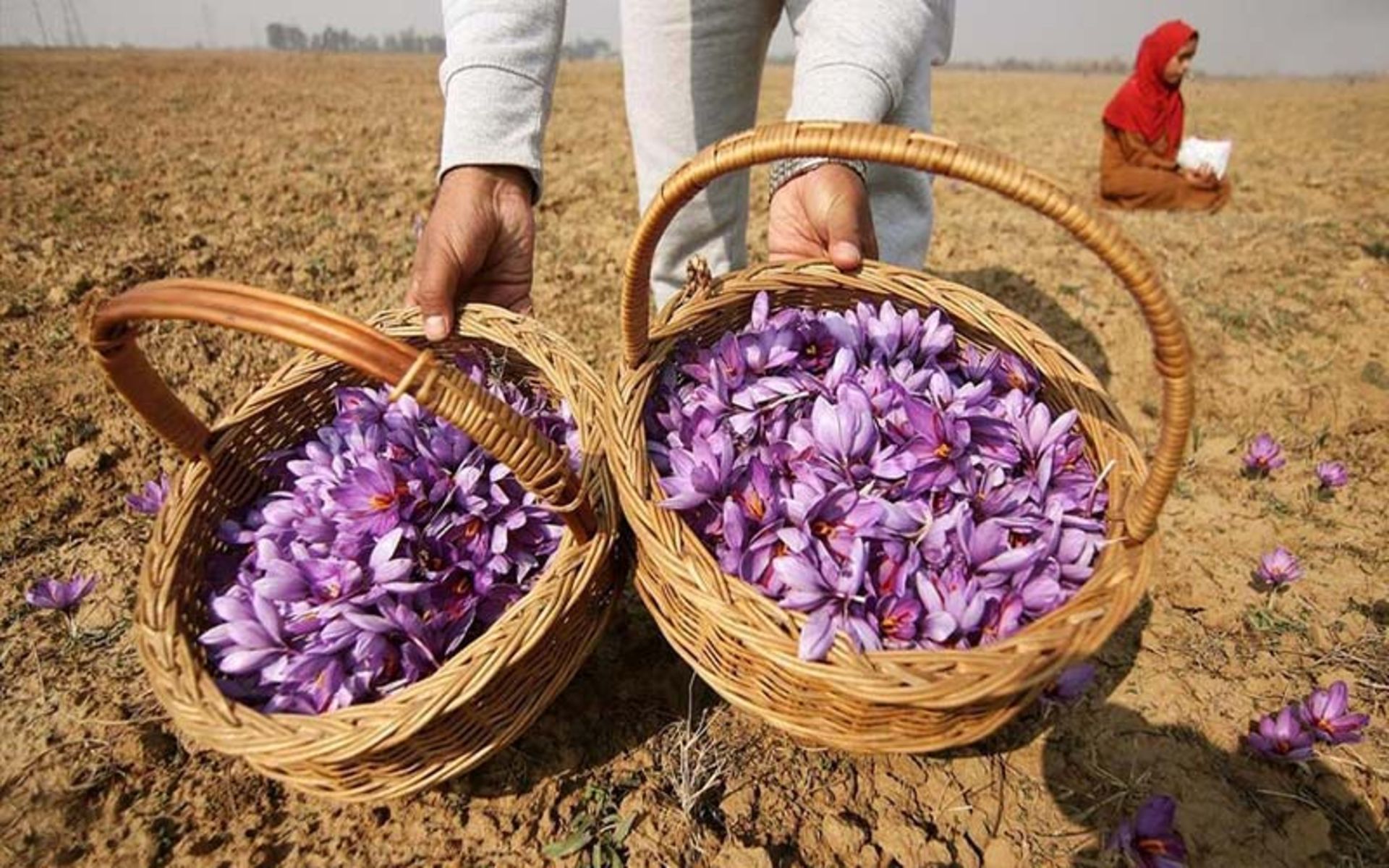 دو سبد حصیری حاوی گل زعفران 