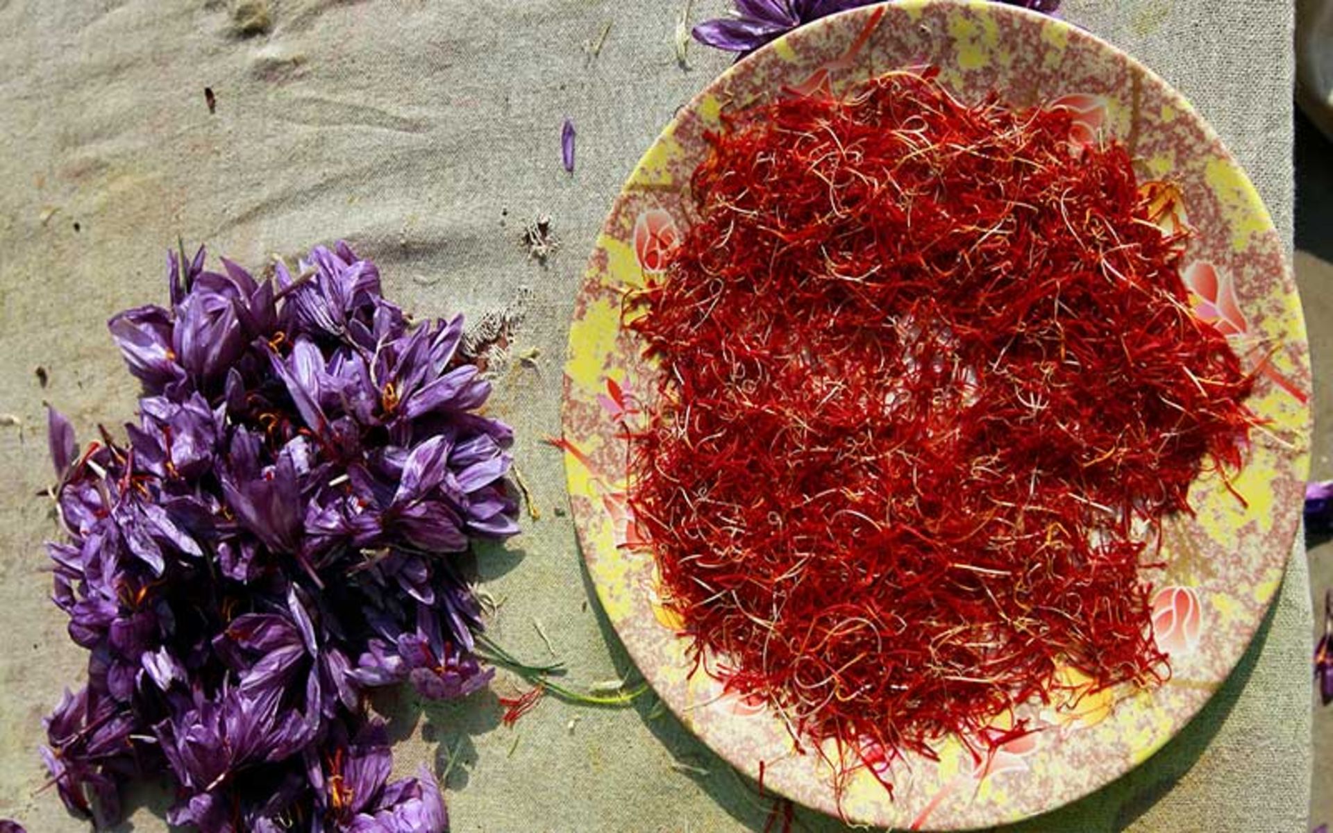زعفران و گل بنفش رنگ آن
