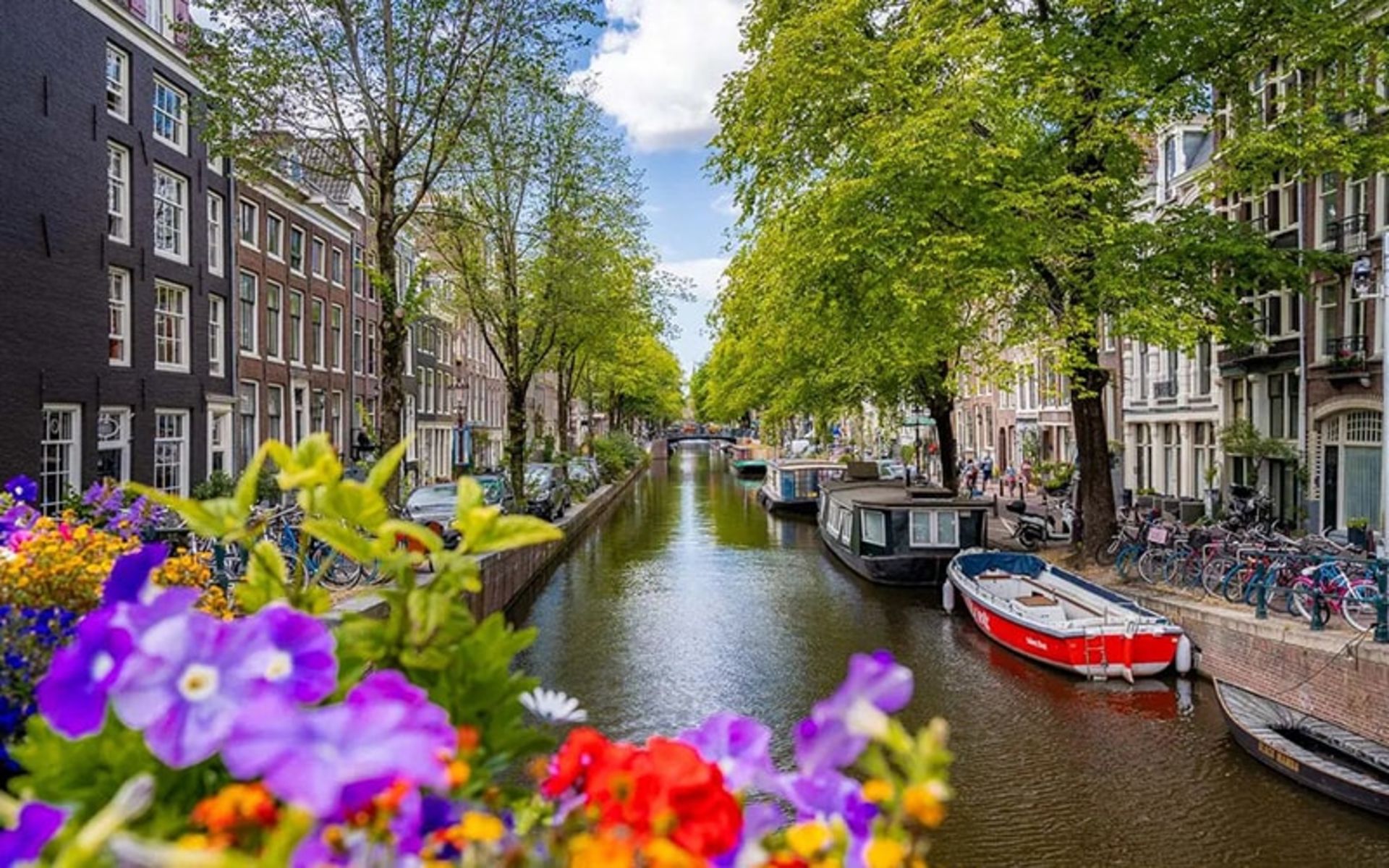 کانال آب سرسبزی در آمستردام