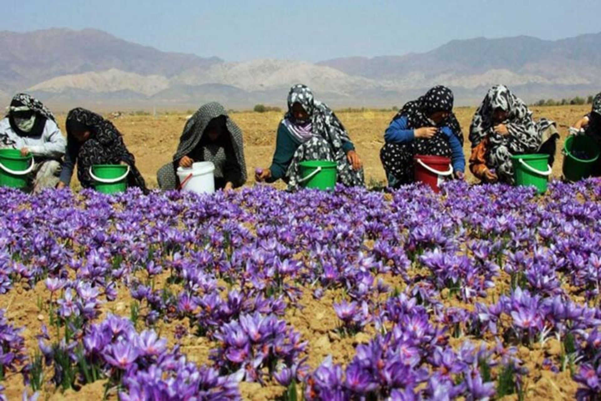 زنان در مزرعه زعفران