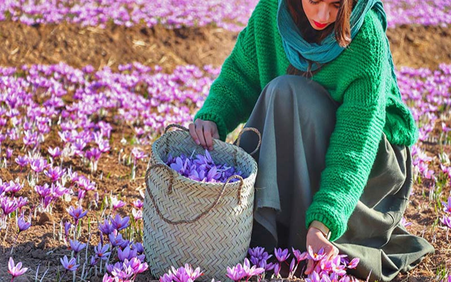 دختری در حال چیدن گل‌های زعفران