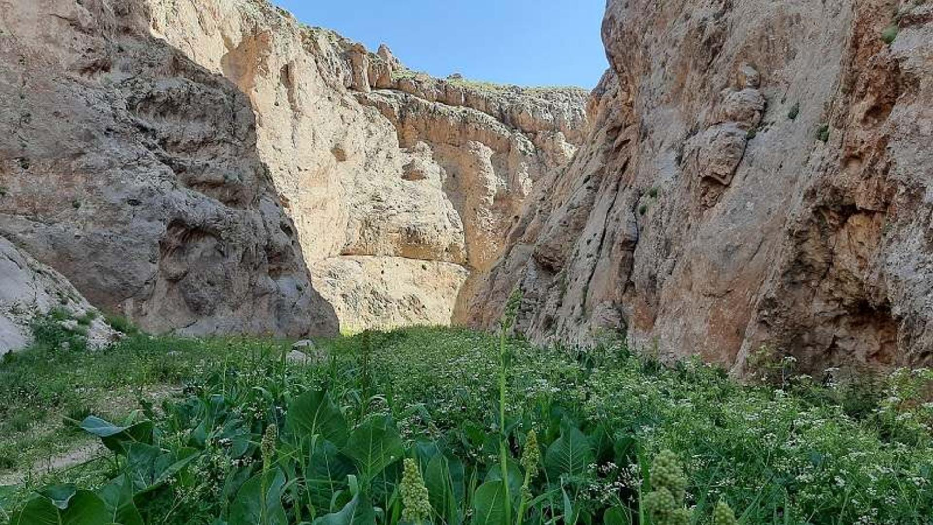 پوشش گیاهی تنگه میشینه مرگ؛ منبع عکس: گوگل مپ؛ عکاس: حمیدابراهیم خوانی
