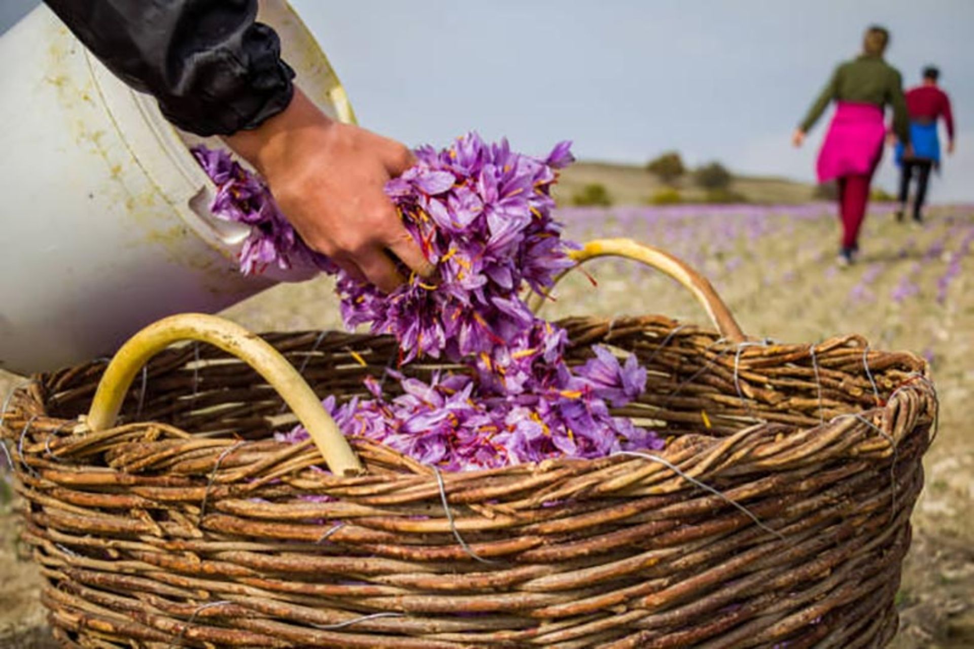یک سبد حصیری حاوی گل زعفران