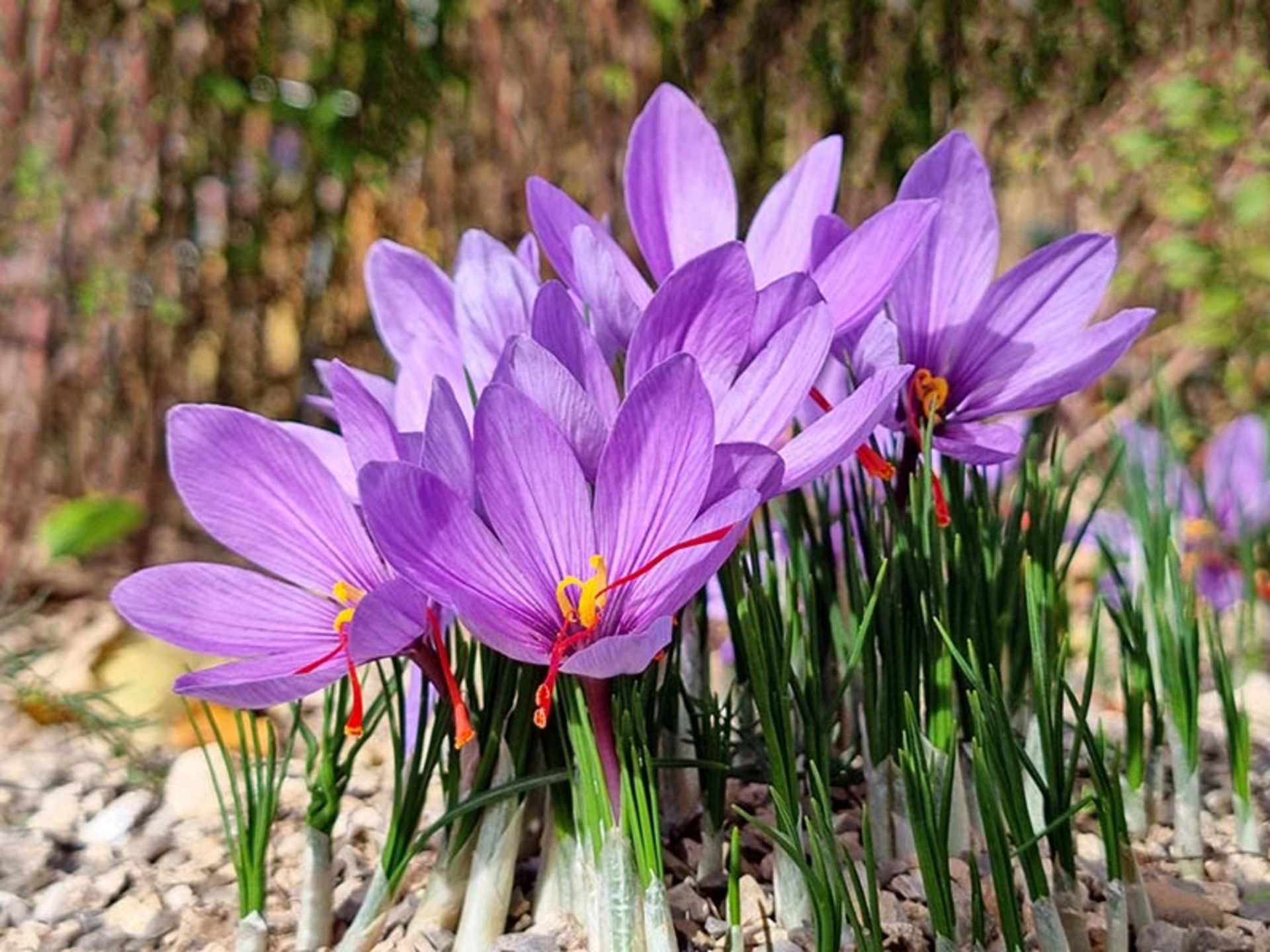 گل های زعفران