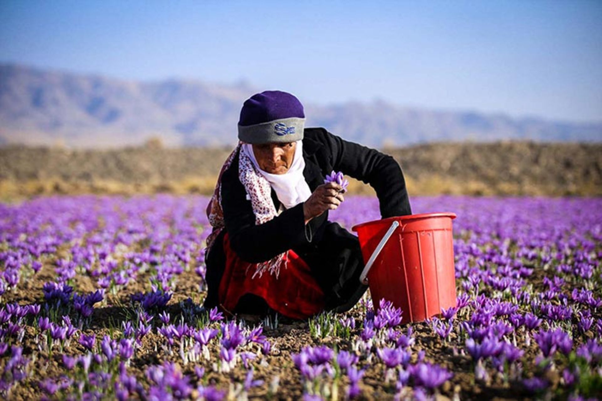 پیرزنی در حال چیدن گل زعفران