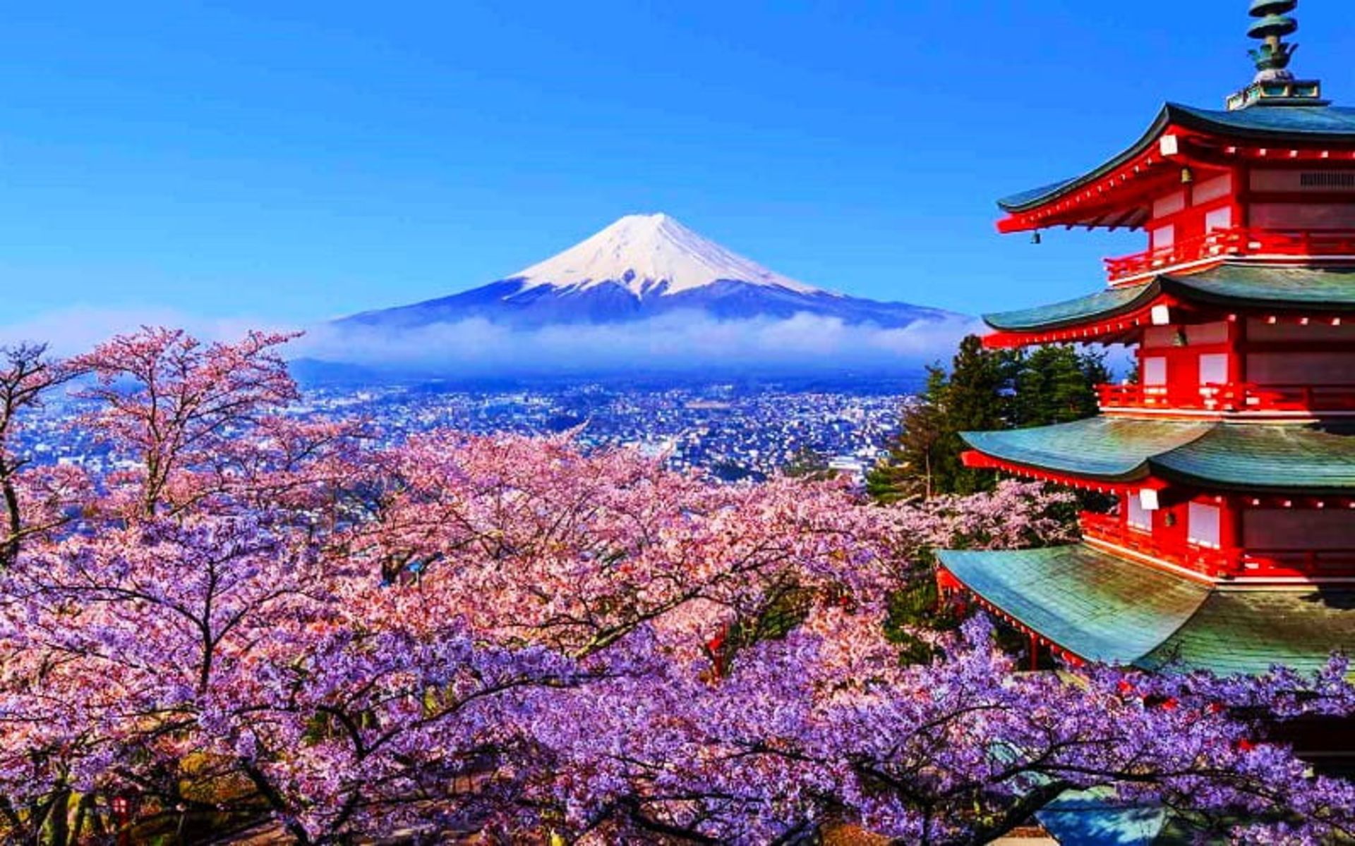 تماشای شکوفه های گیلاس در ژاپن، منبع: travelandleisure