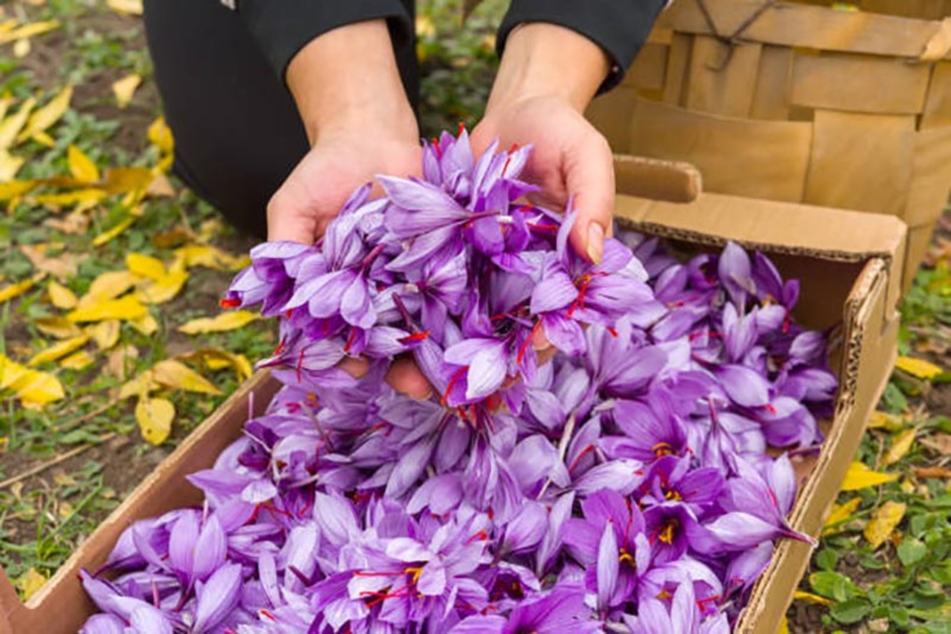 گل های زعفران در دست یک زن