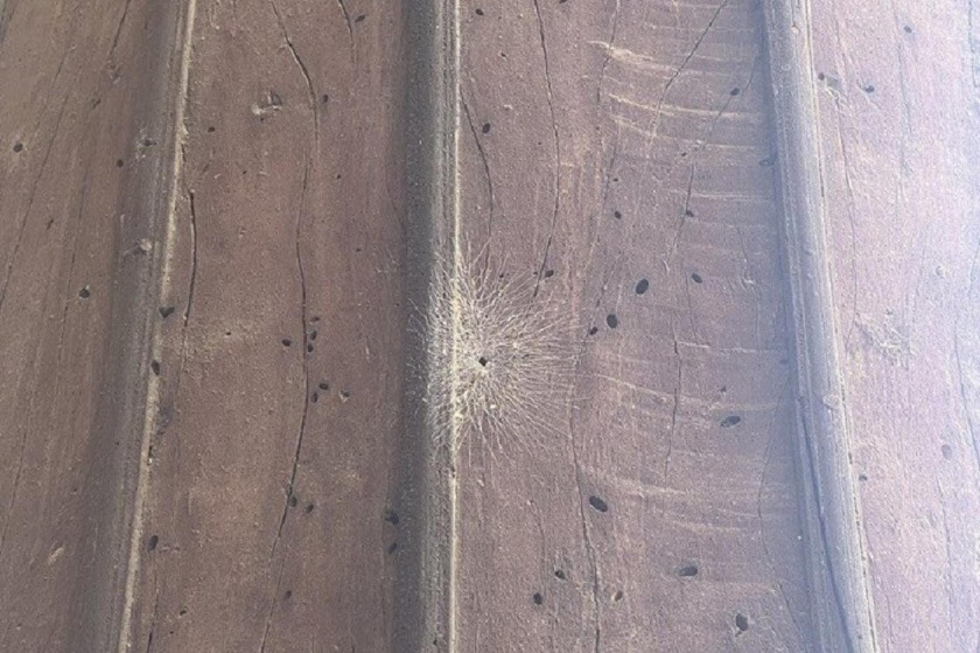 حمله سوسک چوب به چهلستون