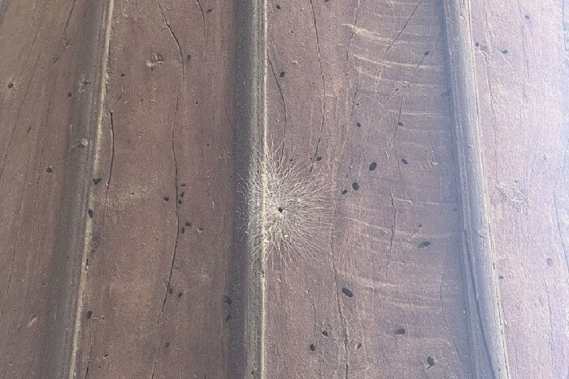 حمله سوسک چوب به چهلستون