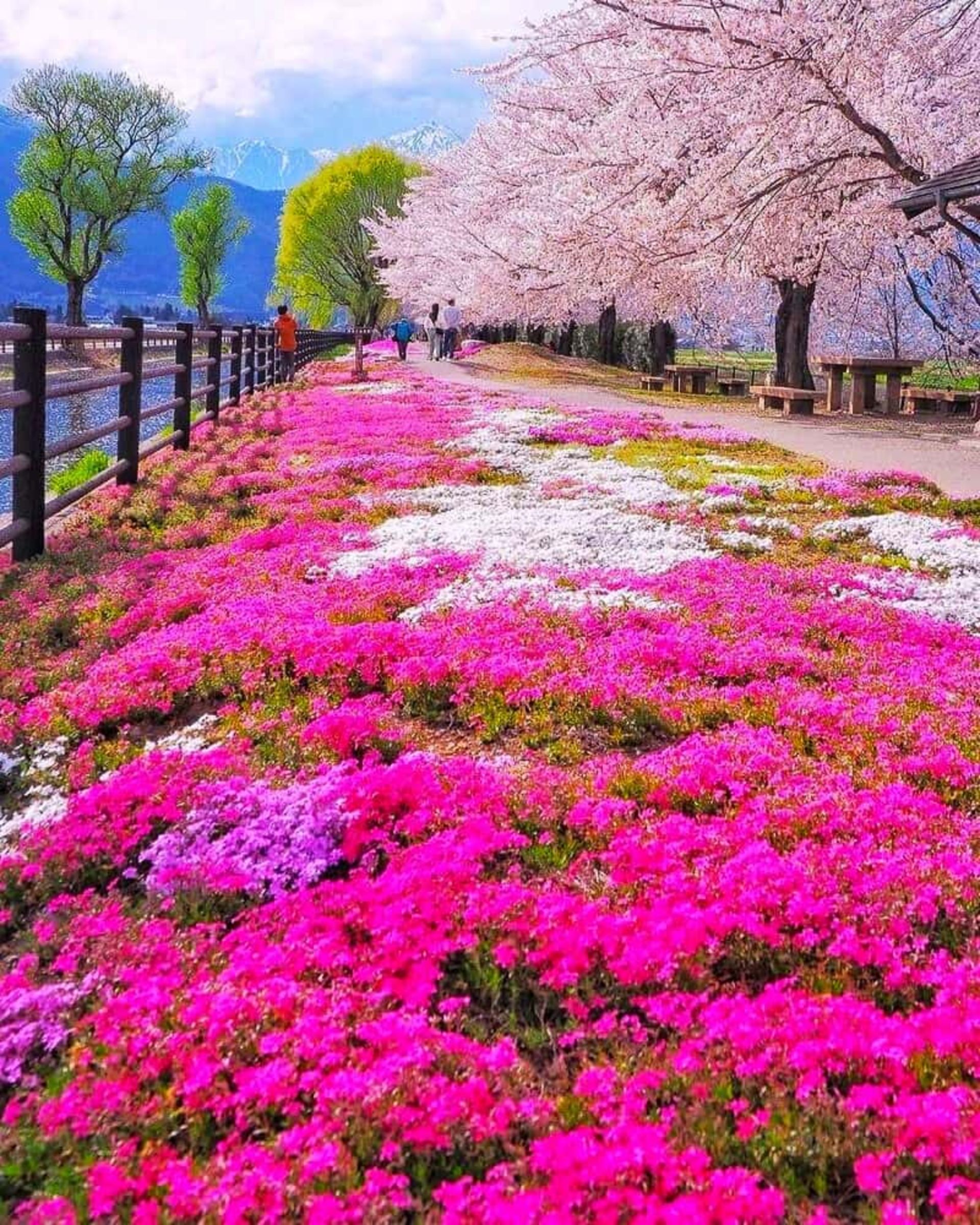 تماشای شکوفه‌های درختان گیلاس در ژاپن