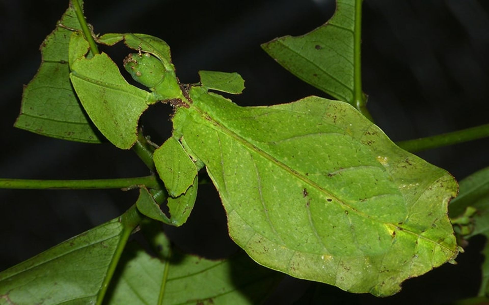 حشره برگی غول پیکر به رنگ سبز
