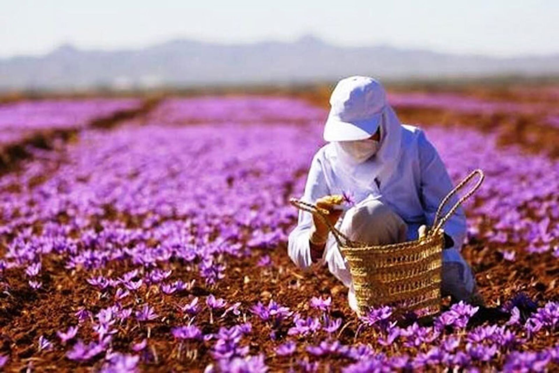 یک زن با سبد حصیری در حال چیدن زعفران