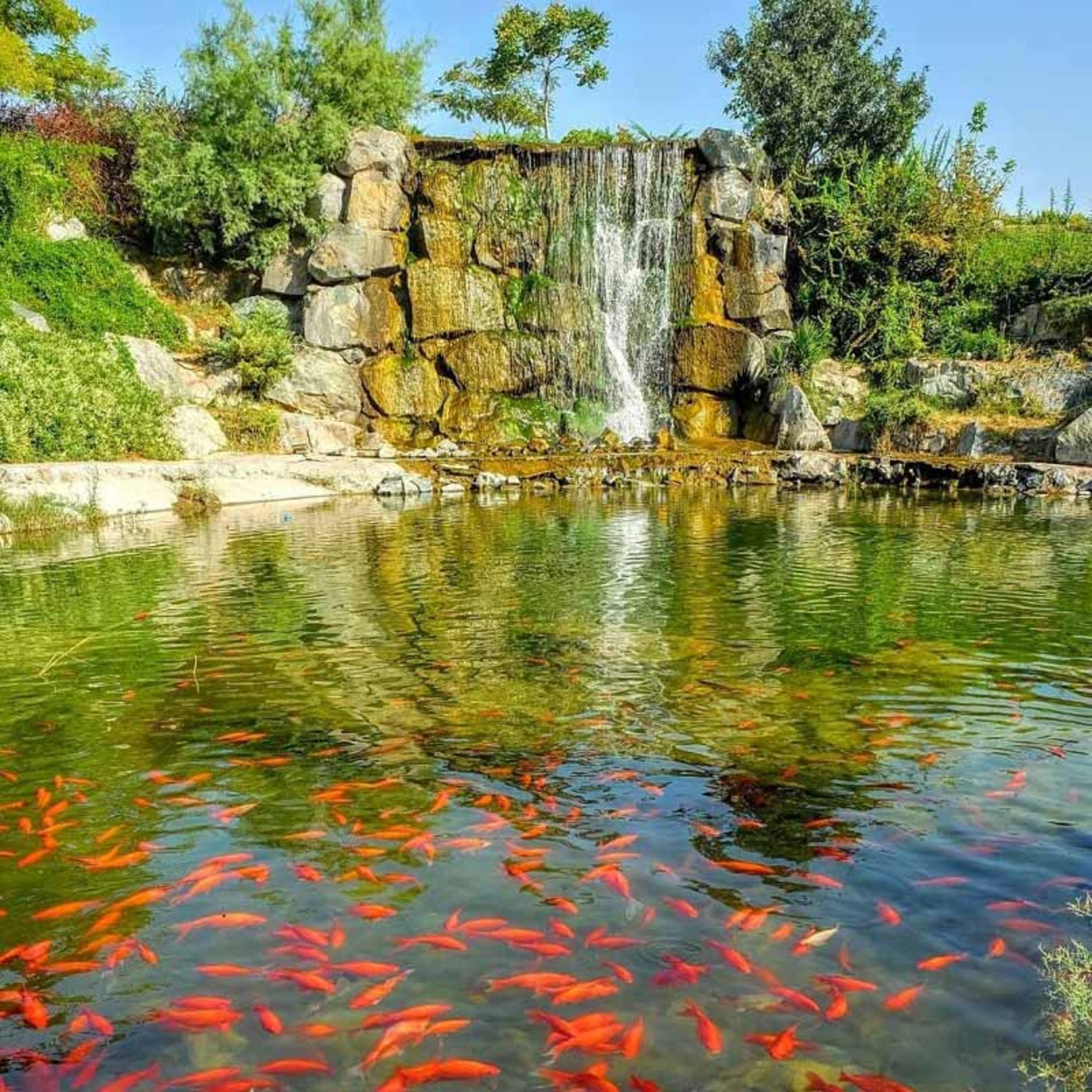 باغ مشهد و برکه ماهی‌های زینتی؛ منبع عکس: rtbmashhad.com؛ عکاس: نامشخص