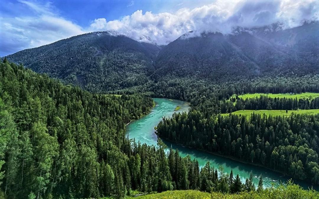 جریان رودخانه از میان درختان جنگل