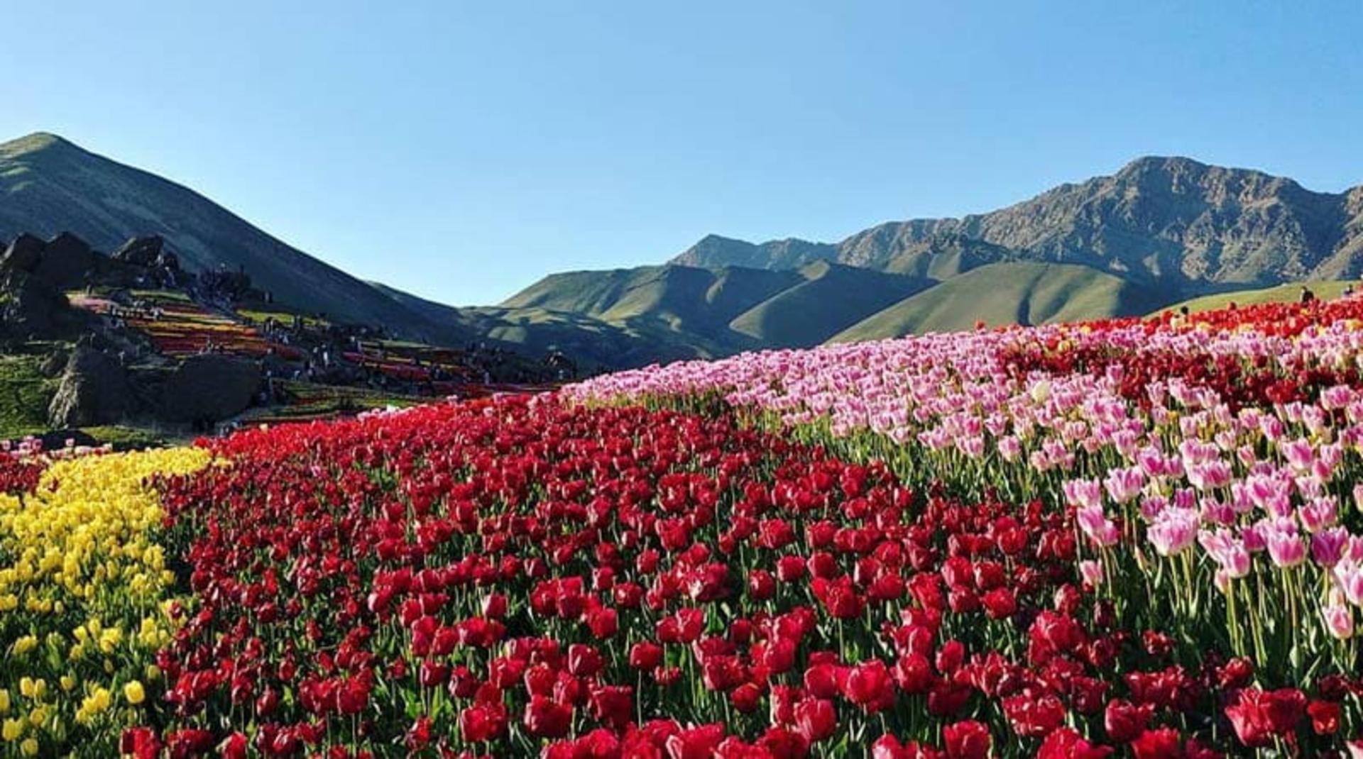 لاله های قرمز و صورتی در دامنه کوهستانی روستای کندر، منبع عکس: صفحه اینستاگرام gasht.va.gozar، عکاس نامشخص