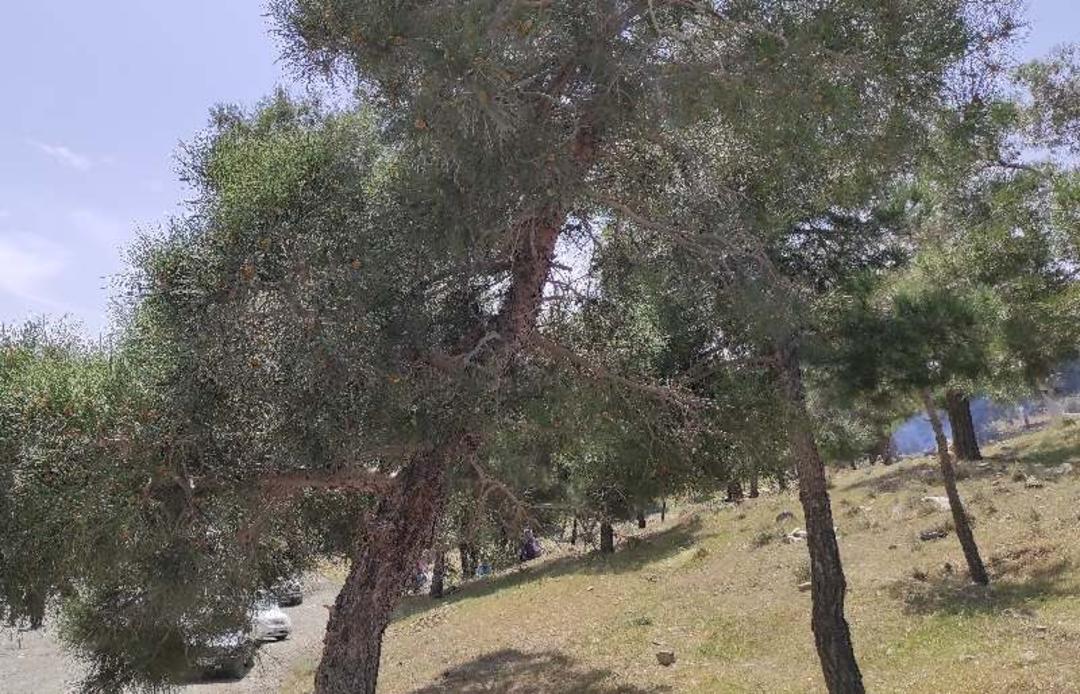 پارک جنگلی ورآورد؛ منبع عکس گوگل مپ؛ عکاس: فرهاد نعمتی