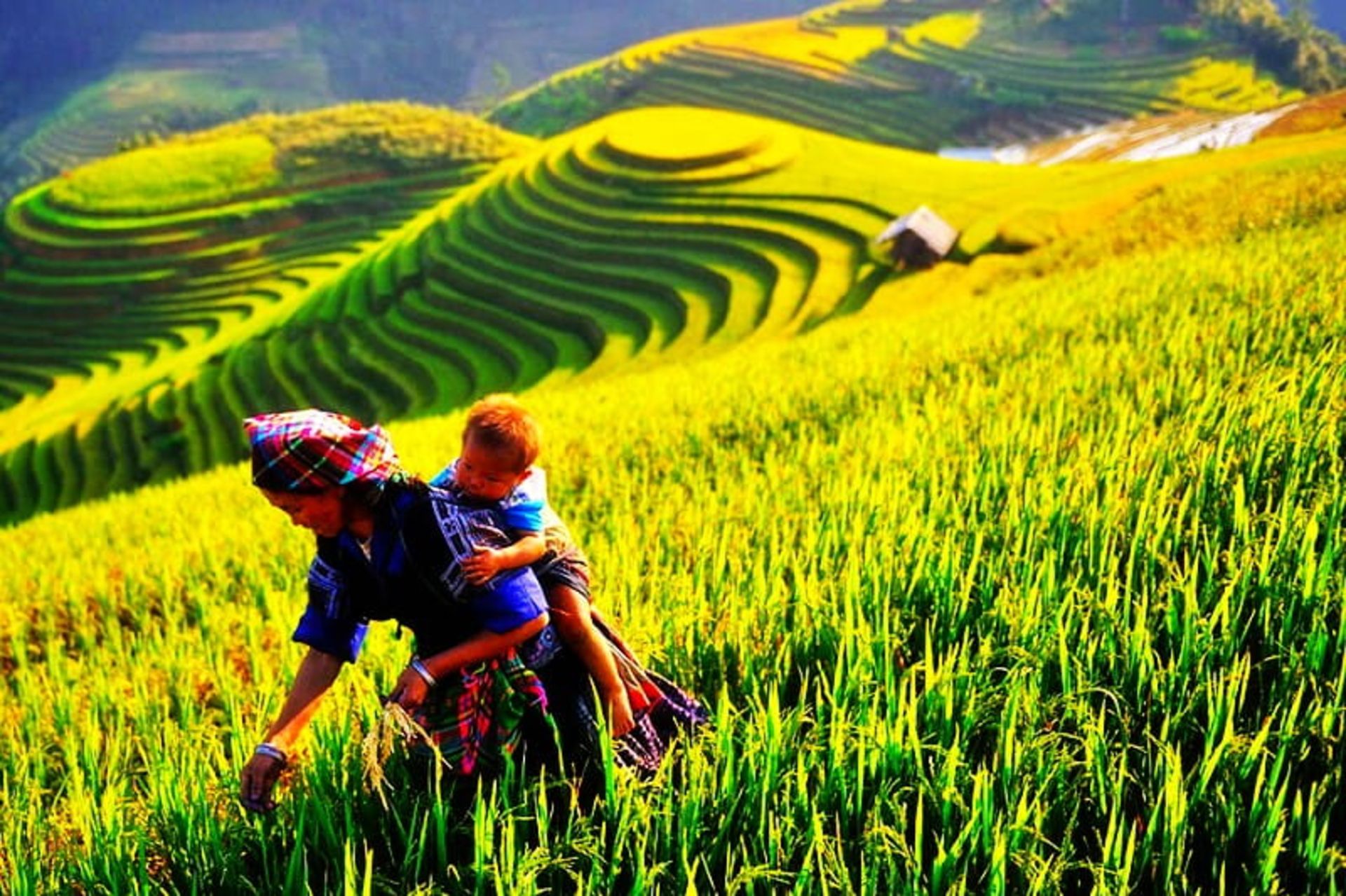 شالیزارهای برنج در ساپا، منبع: vietnamsensetravel.com