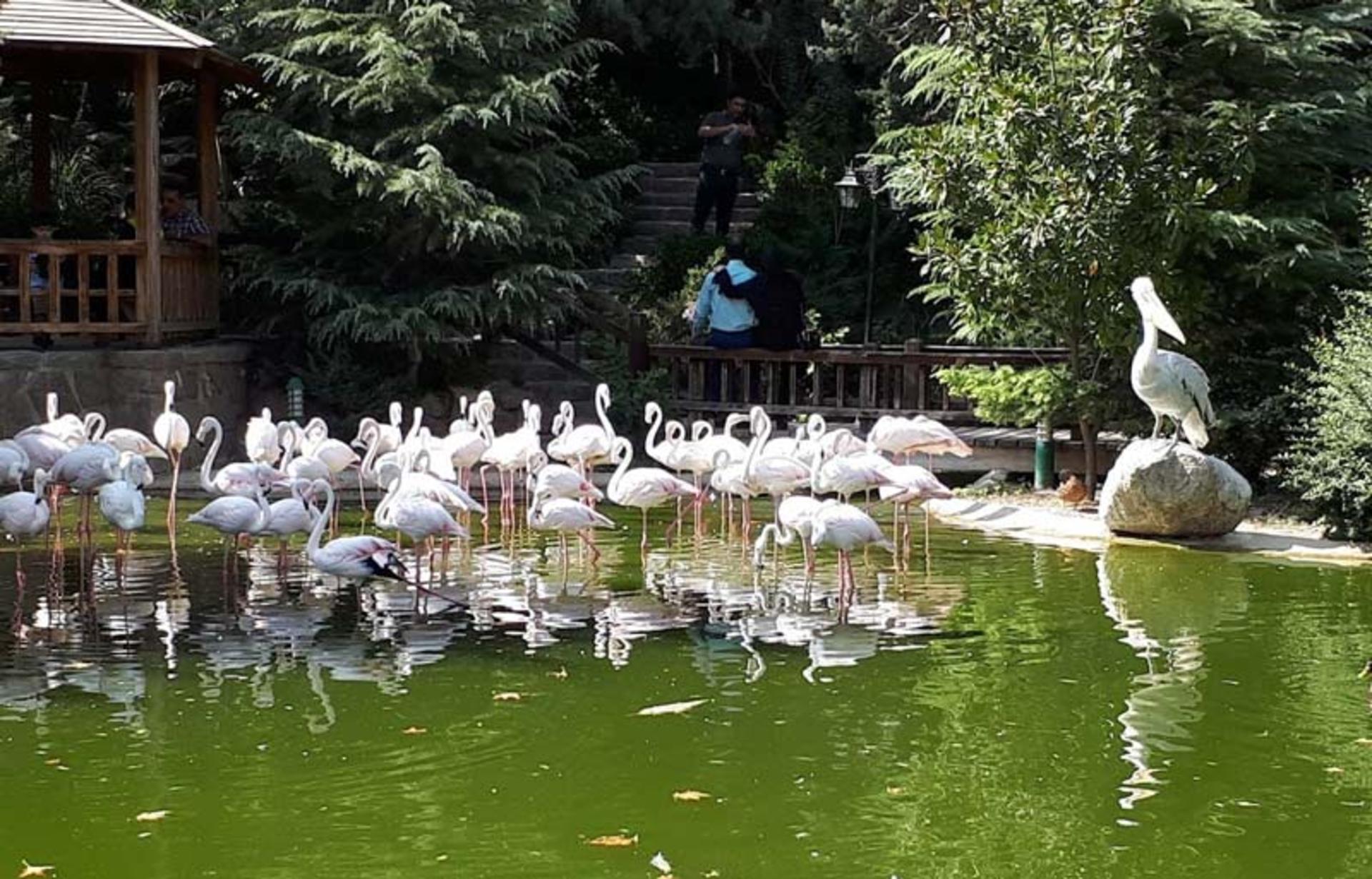 حرکت دسته جمعی غازها در برکه باغ پرندگان تهران، منبع عکس: سایت living in tehran، عکاس نامشخص