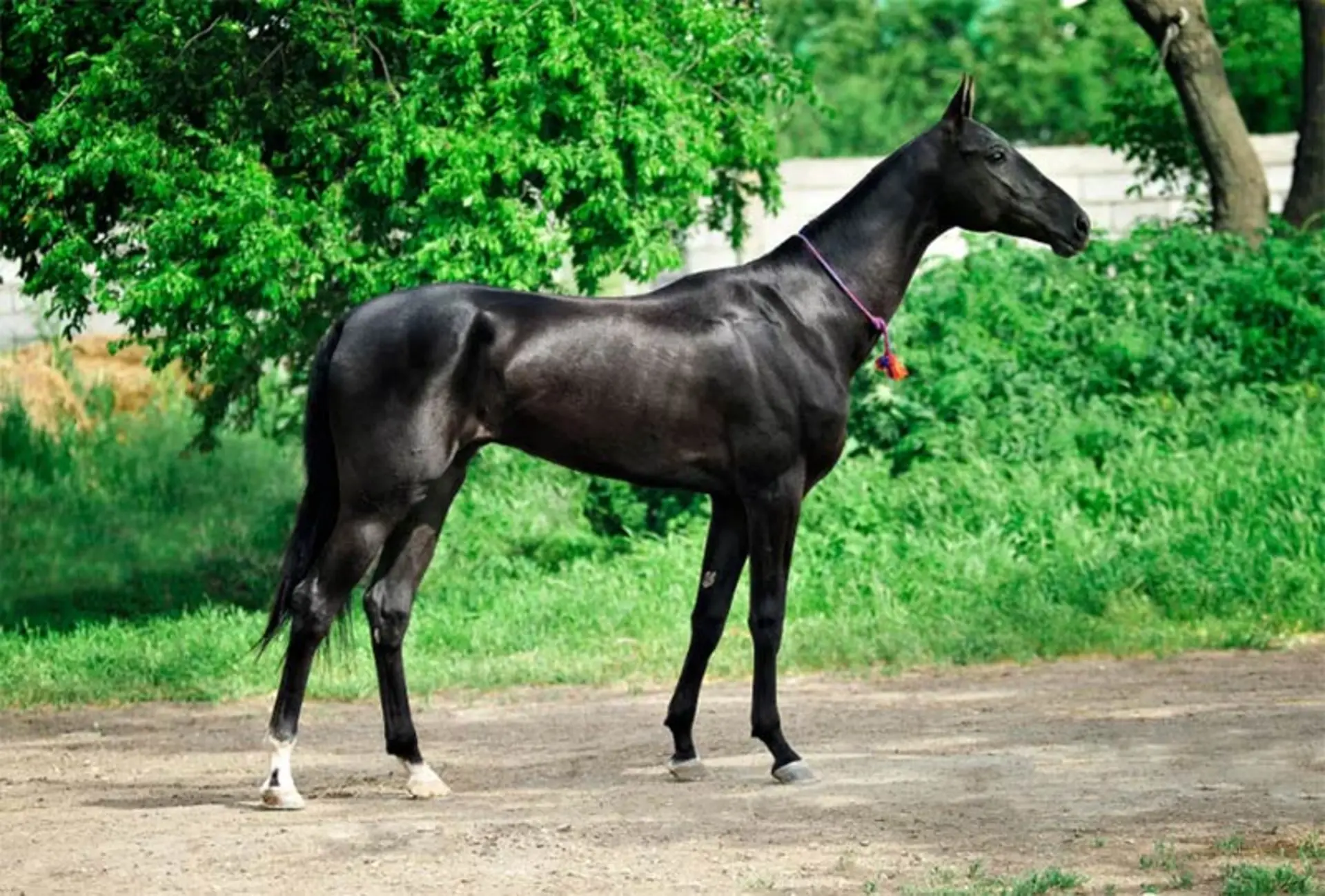 اسب ترکمن ایرانی؛ منبع عکس: horsezz.com؛ عکاس: نامشخص