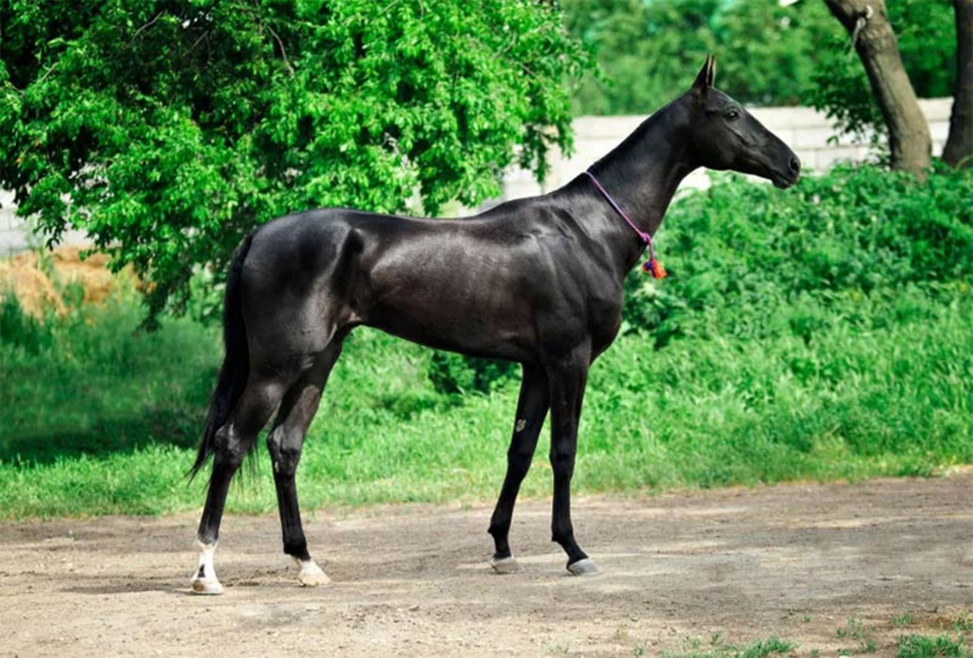 اسب ترکمن ایرانی؛ منبع عکس: horsezz.com؛ عکاس: نامشخص