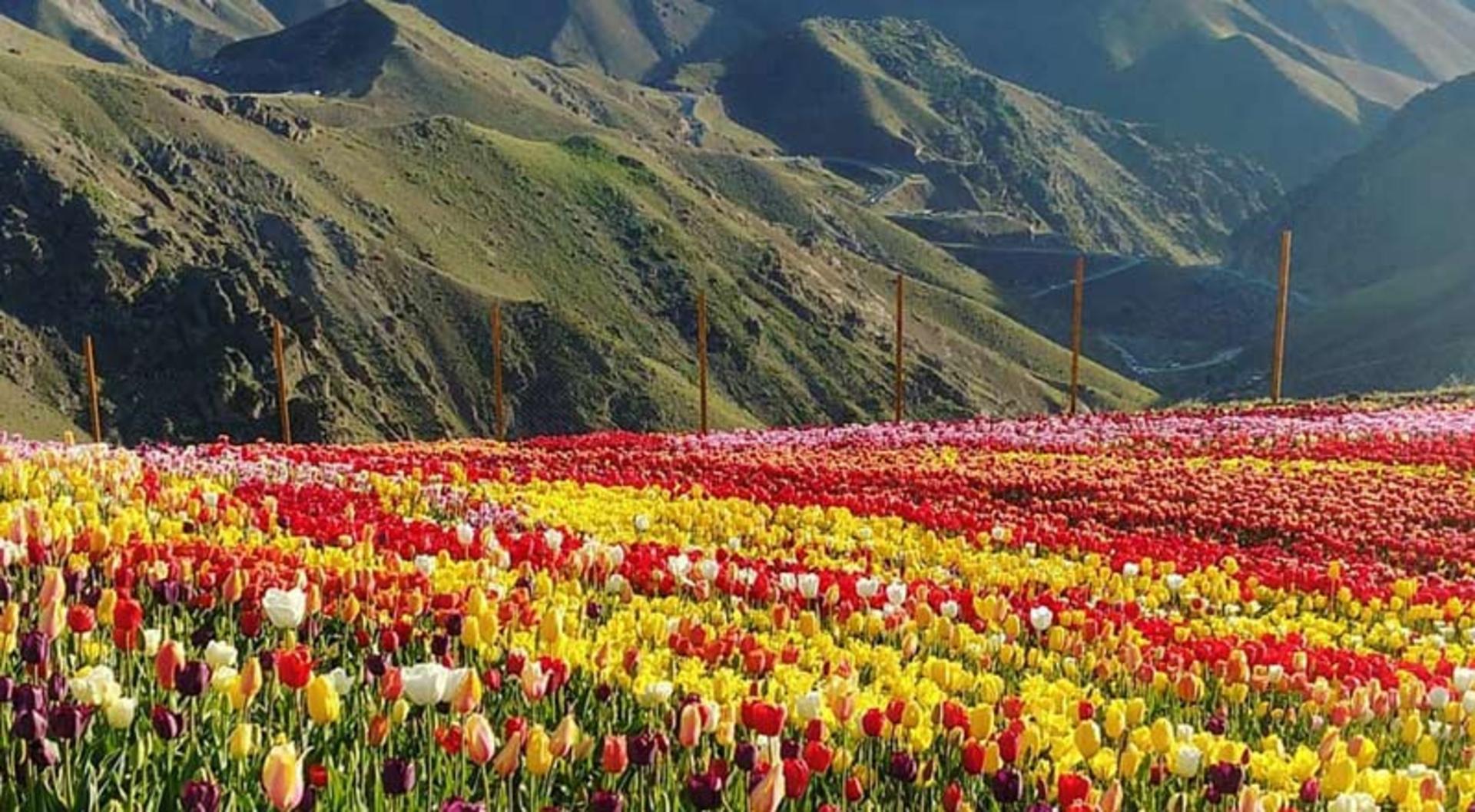 لاله های رنگارنگ در دامنه کوهستانی روستای کندر، منبع عکس: صفحه اینستاگرام gasht.va.gozar، عکاس نامشخص