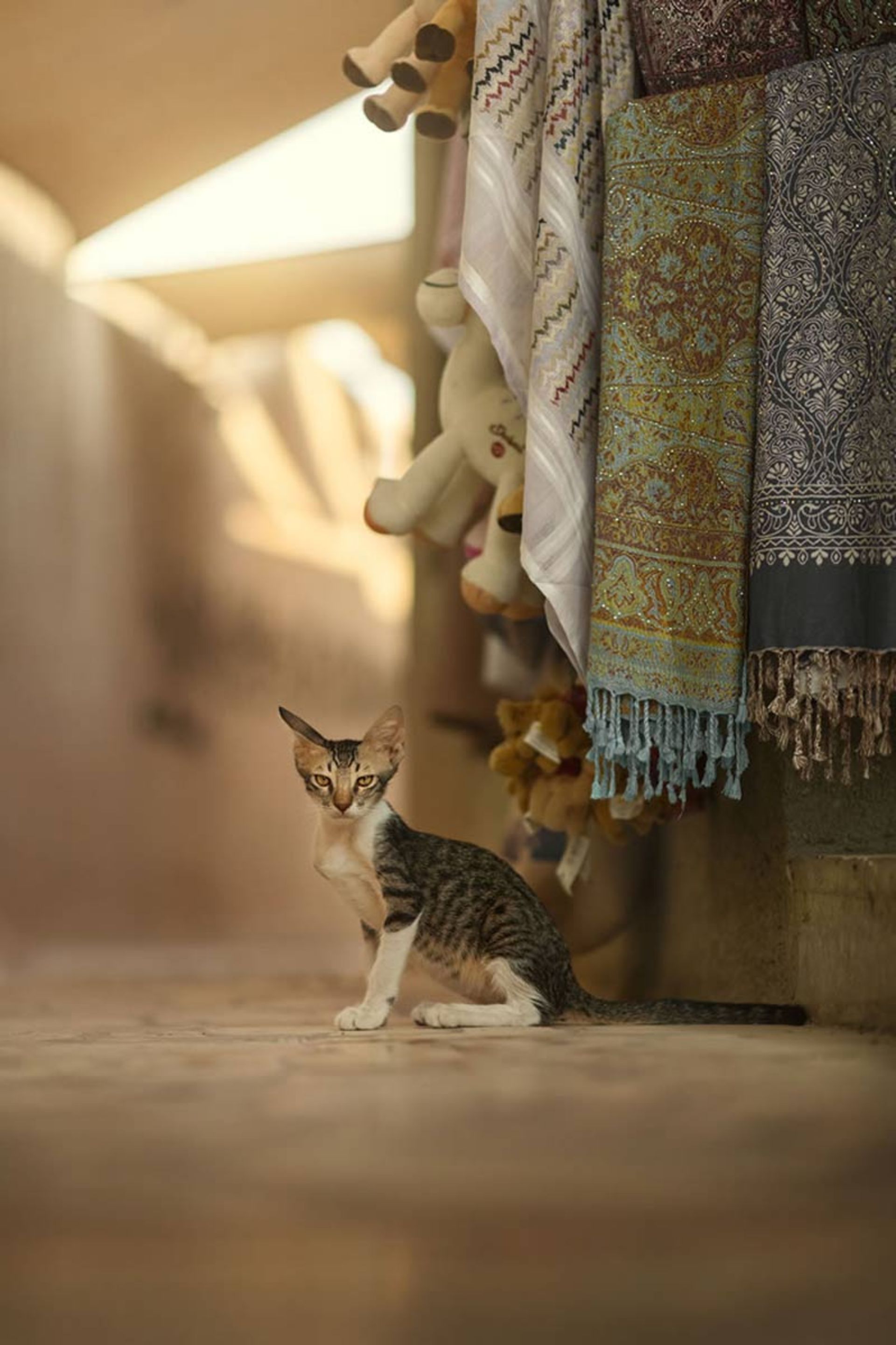 گربه‌ای در محله قدیمی دوبی 