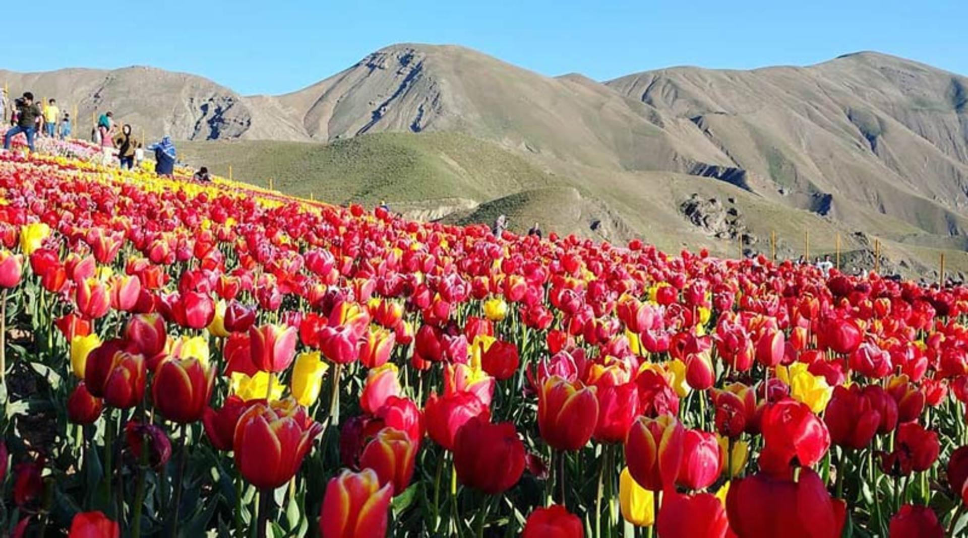 دشت لاله های کندر در دامنه کوهستان از نمای نزدیک، منبع عکس: صفحه اینستاگرام gasht.va.gozar، عکاس نامشخص