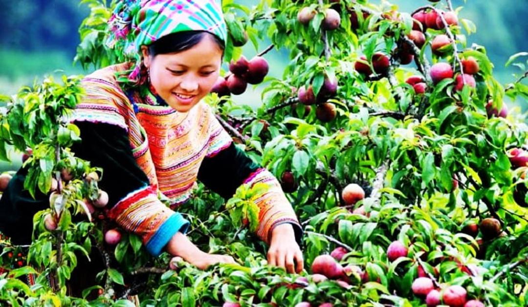 شکوفه درختان هلو در ساپا، منبع: dulich3mien.vn