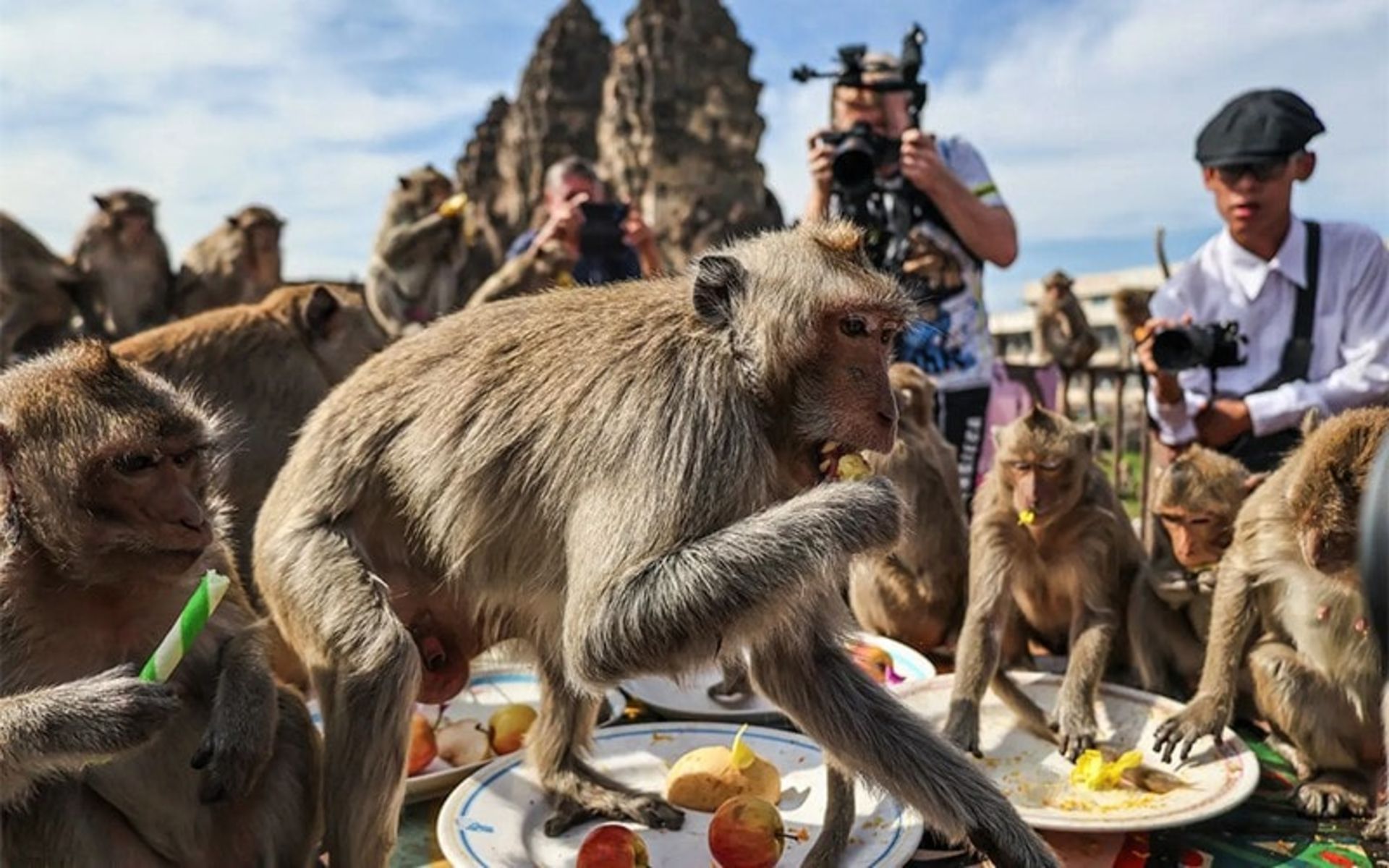 جشنواره میمون ها