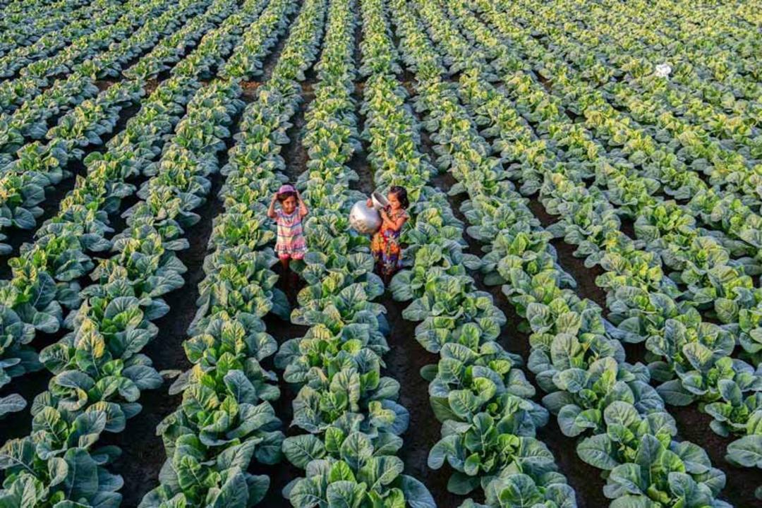 دو نفر در میان مزرعه‌ای سر سبز در بنگلادش 