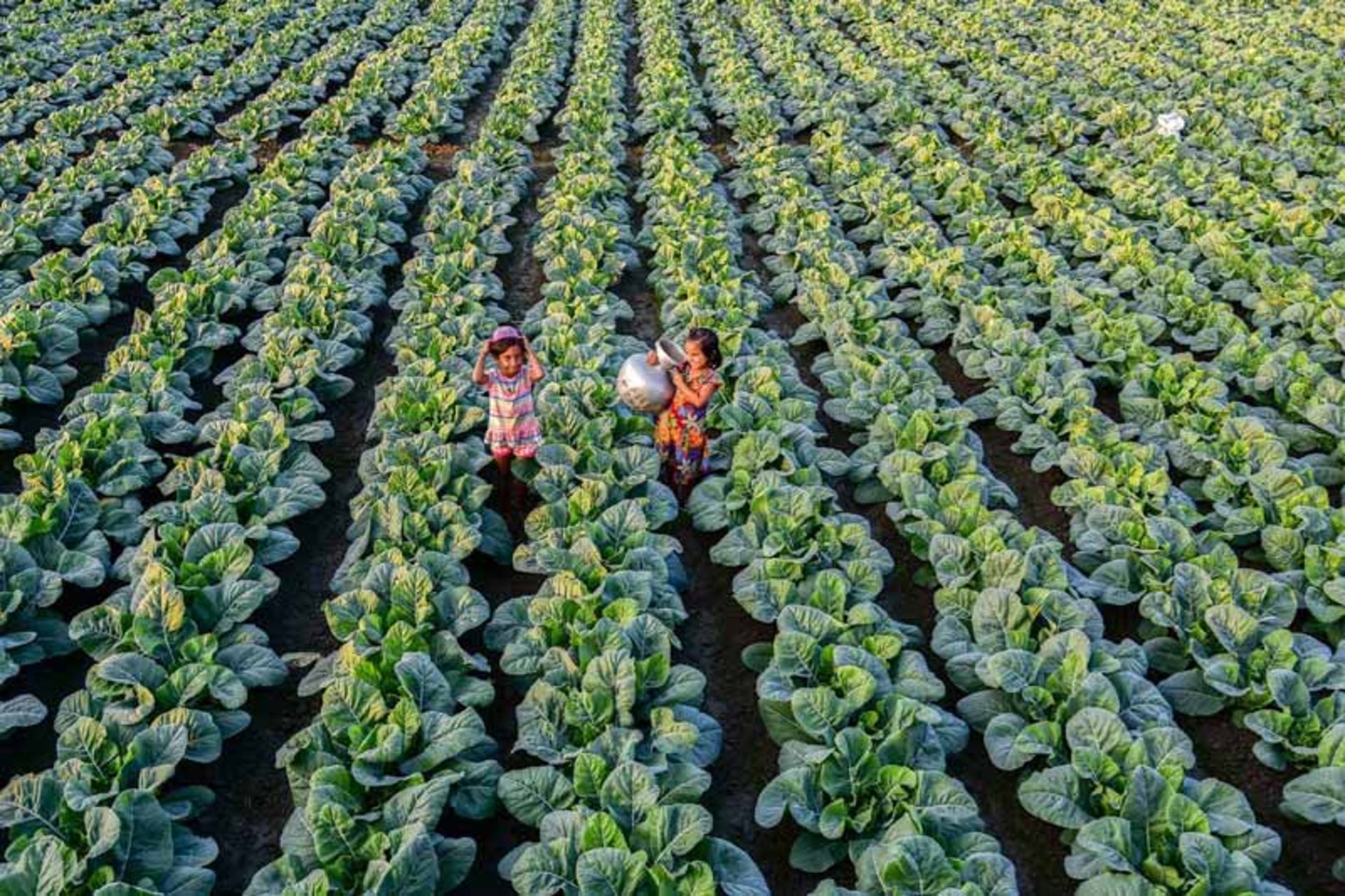 دو نفر در میان مزرعه‌ای سر سبز در بنگلادش 