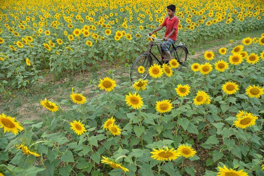 عبور پسربچه‌ای از میان مزرعه آفتابگردان با دوچرخه