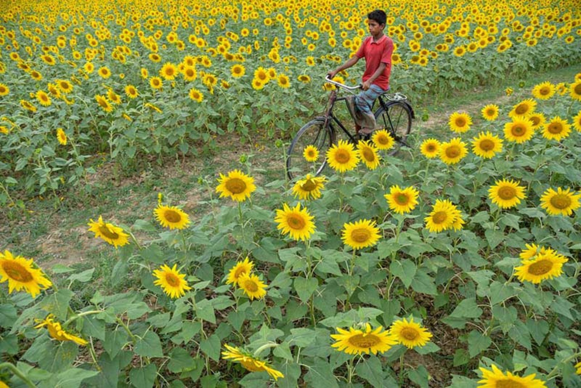 عبور پسربچه‌ای از میان مزرعه آفتابگردان با دوچرخه
