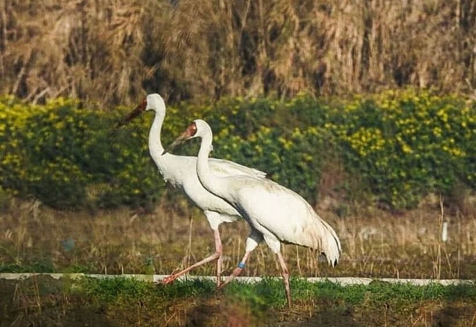 درنا