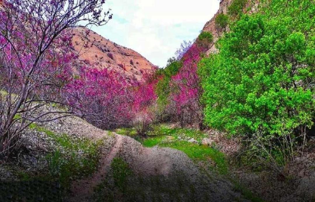 طبیعت سرسبز دره ارغوان مشهد و درختان ارغوان