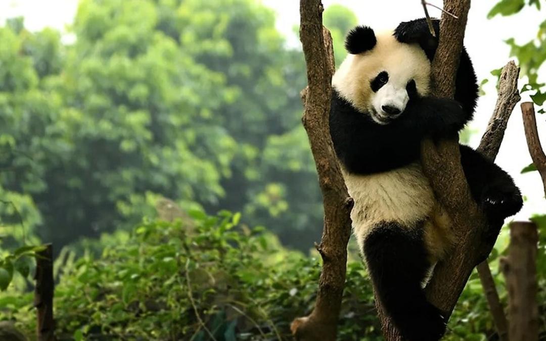 پاندا بالای درخت