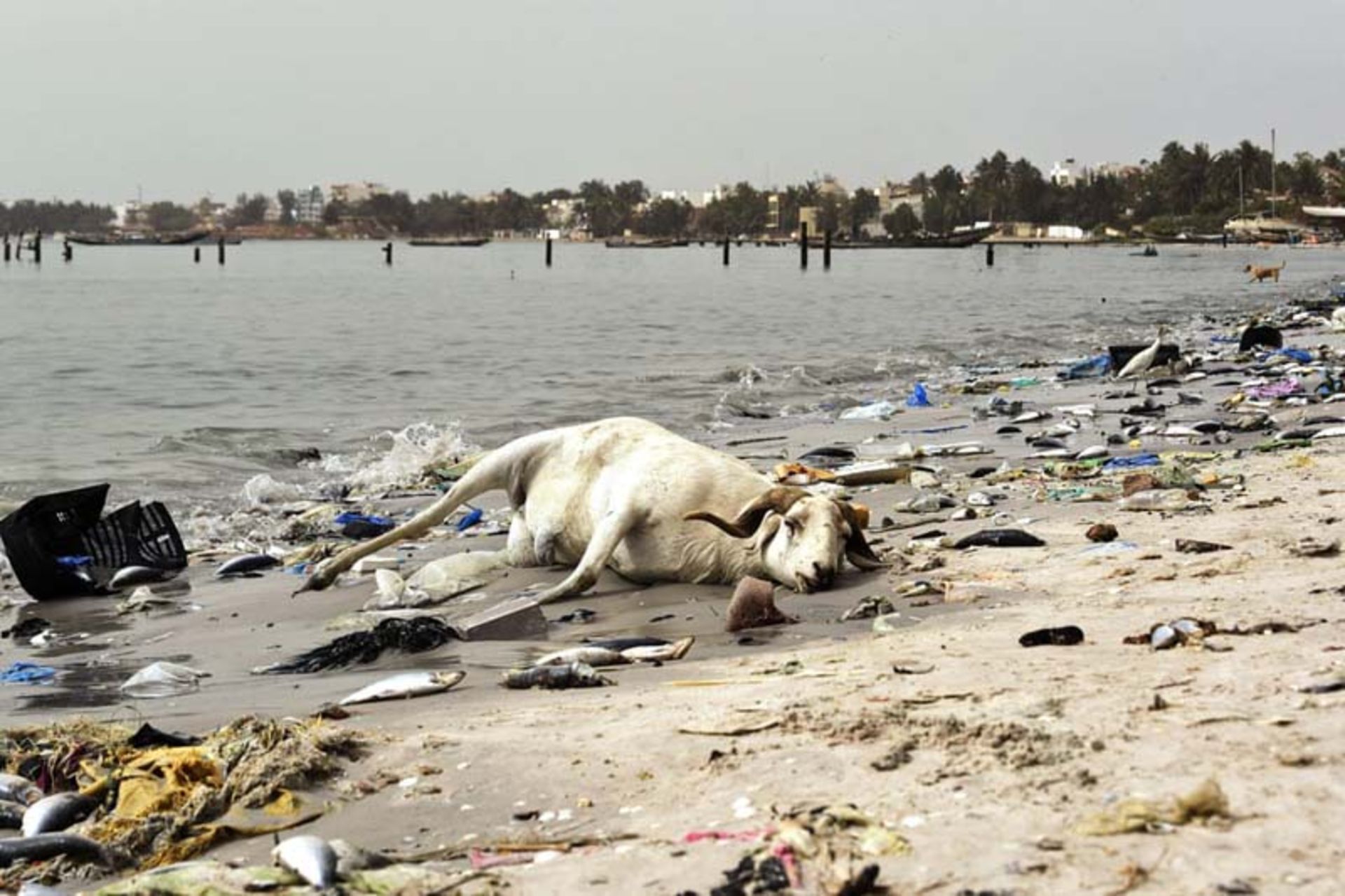 جسد یک بز در کنار ساحل آلوده خلیج هان؛ منبع عکس: Getty Images؛ عکاس: نامشخص