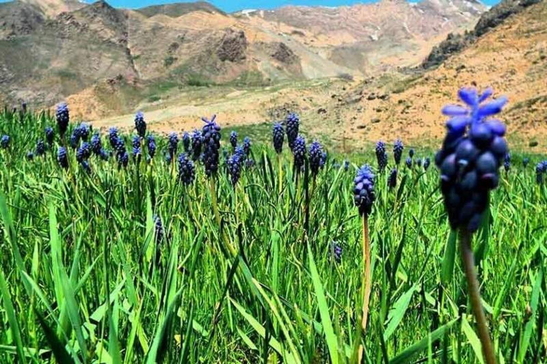 دشت هلن