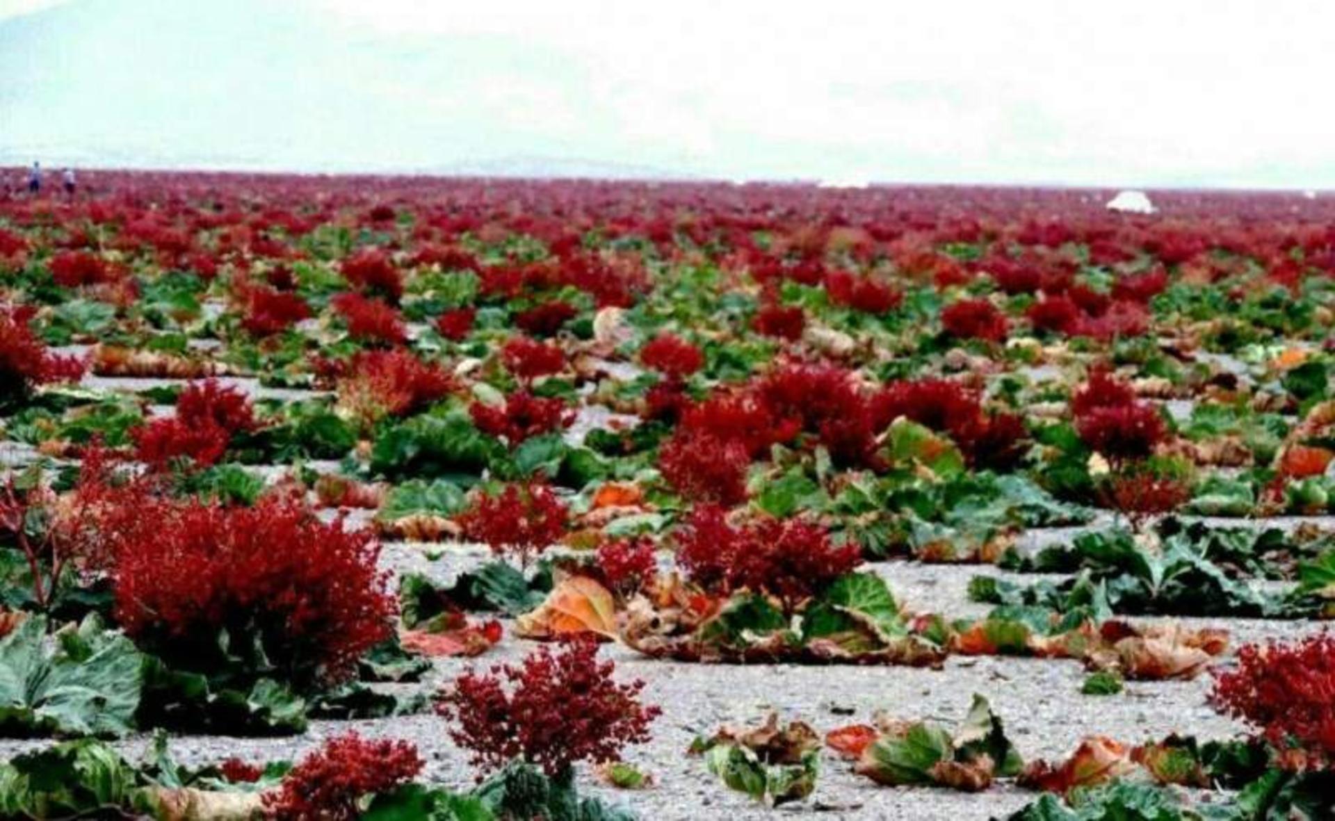 دشت ریواس شهر بابک