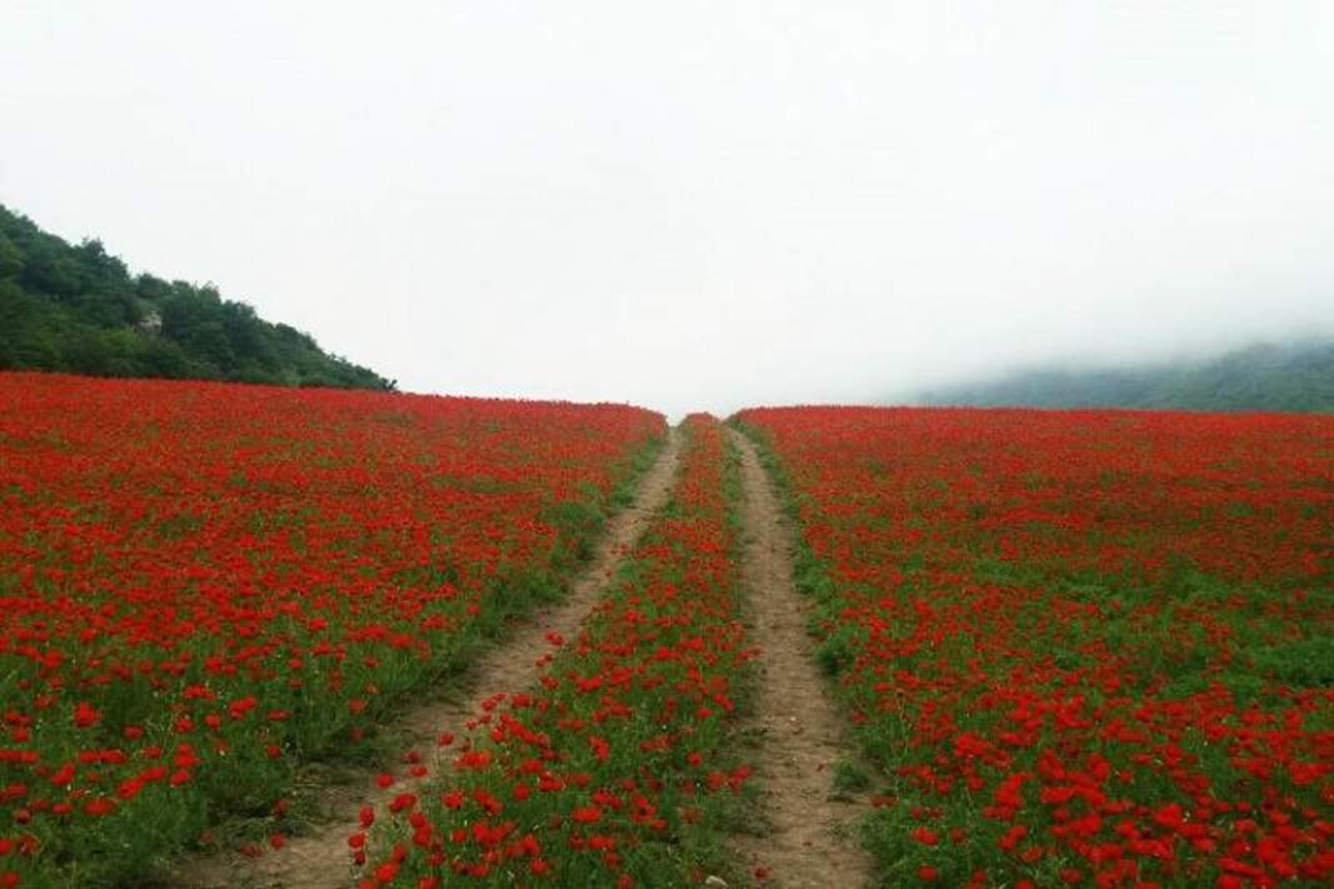 دشت شقایق گالیکش