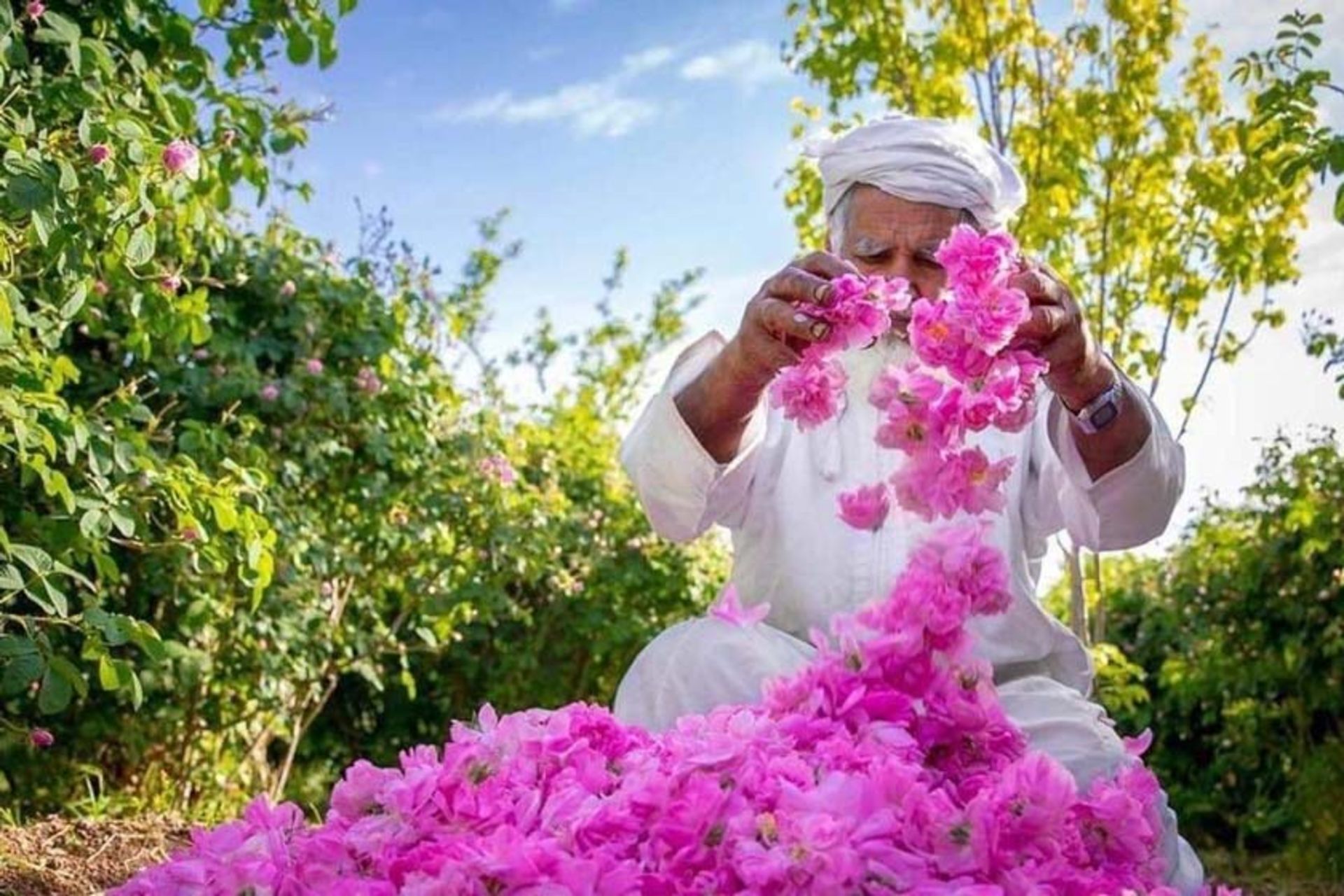 گلاب‌گیری در جبل اخضر