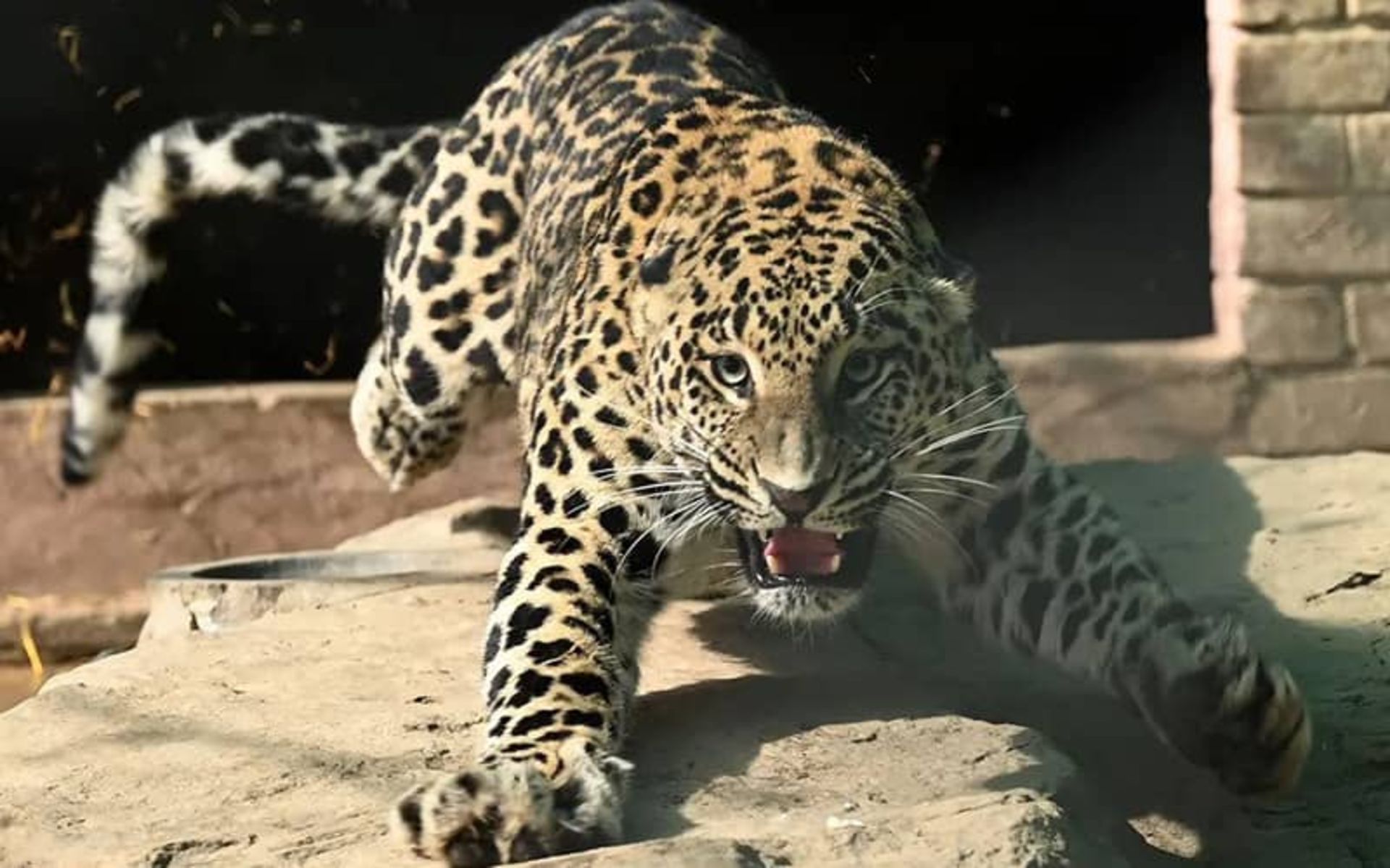 پلنگی در حال حمله به دوربین عکاس