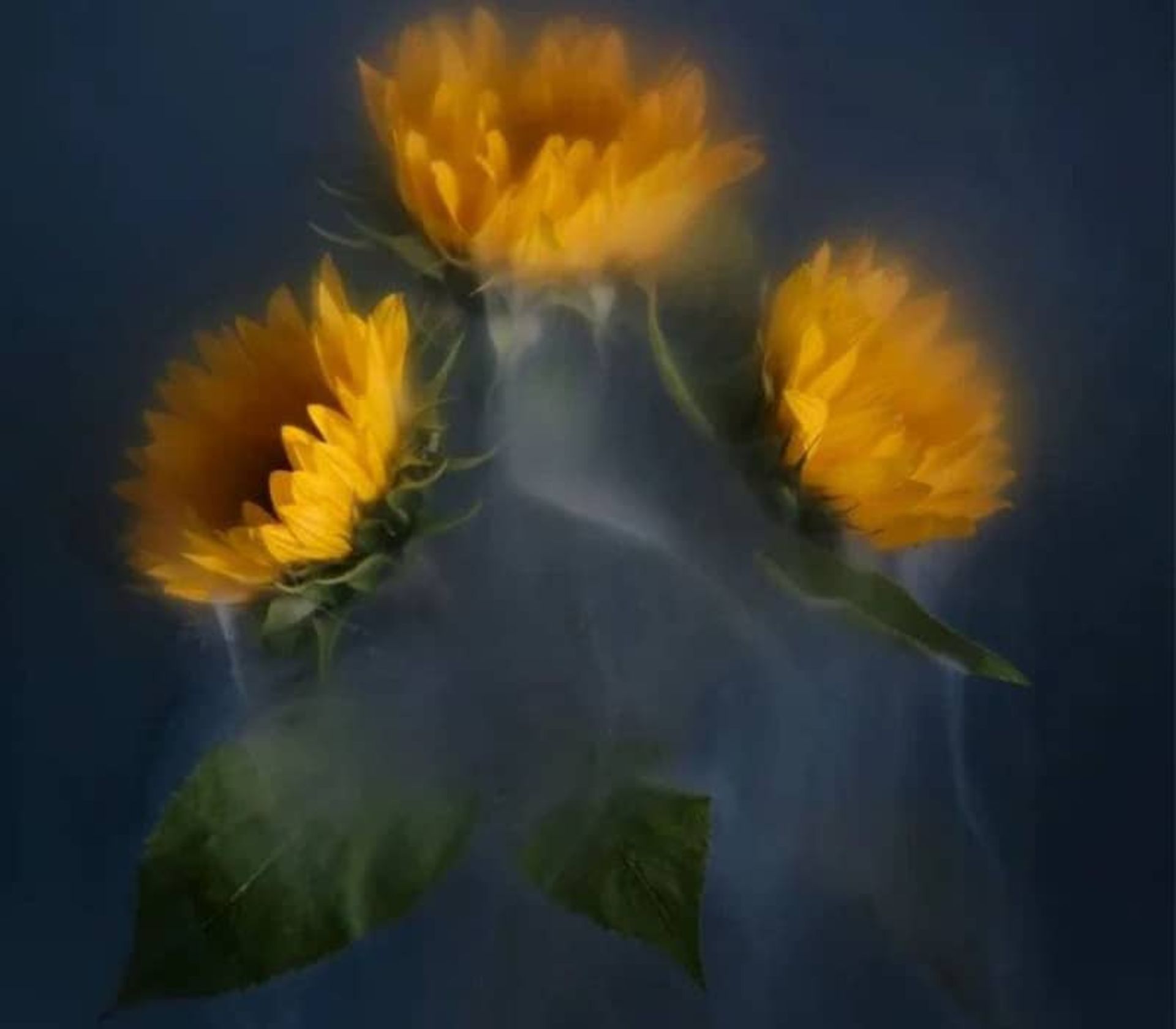 سه شاخه گل زرد در محیطی مه آلود