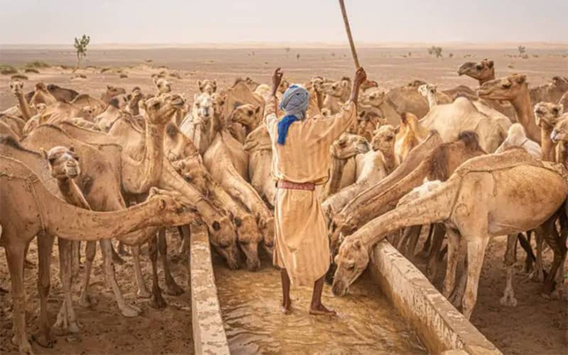 مرد چوپانی در میان تعداد زیادی شتر