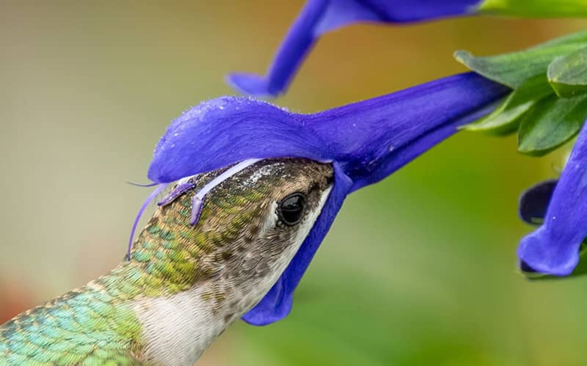 پرنده ای در حال خوردن غذا از گلی آبی رنگ